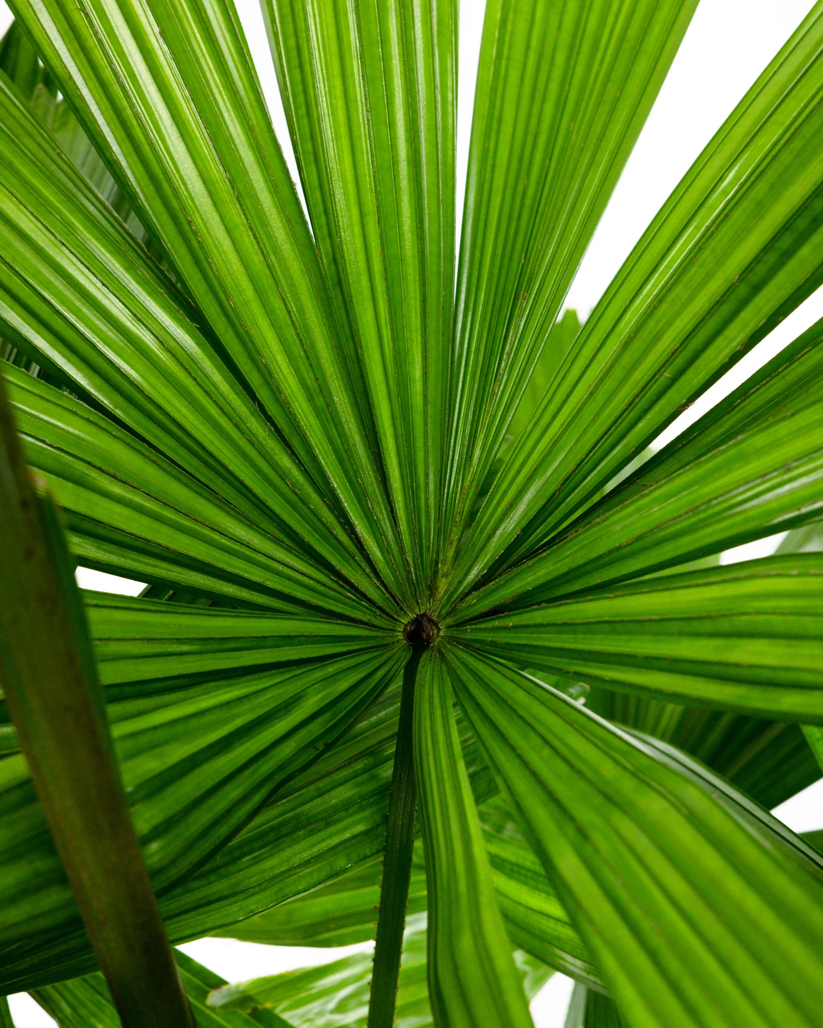 Licuala Ramsayii Palm Tree, Split Leaves - Image 5