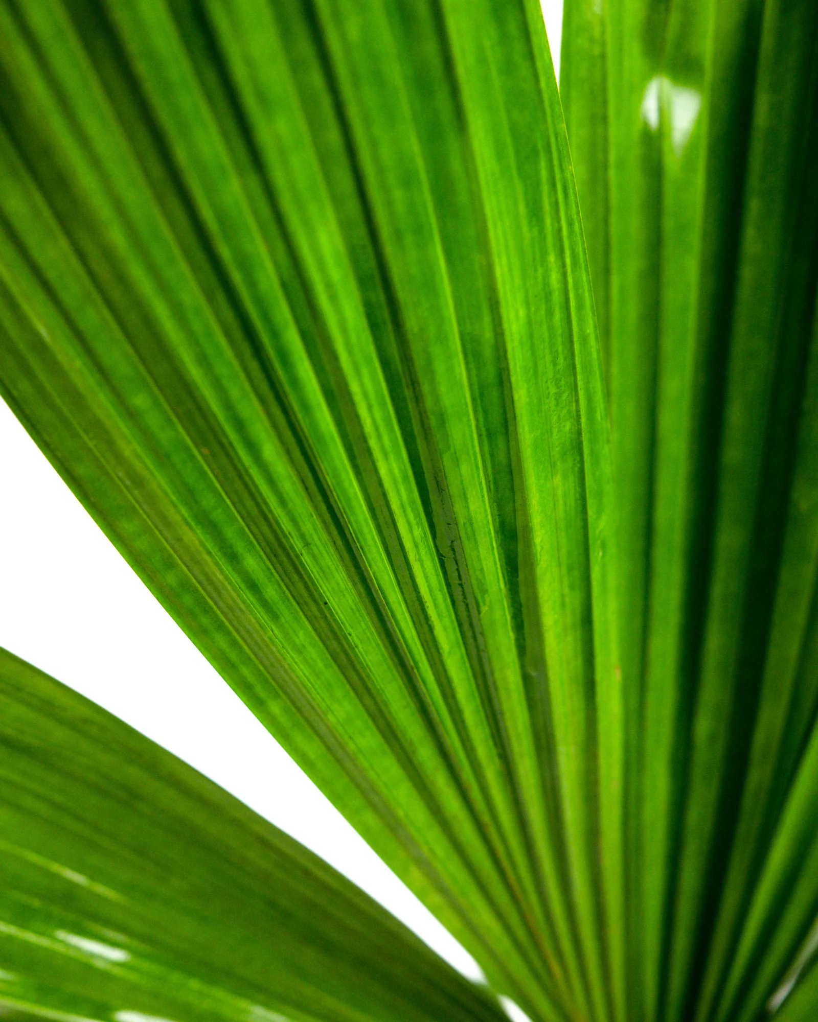 Licuala Ramsayii Palm Tree, Split Leaves - Image 6