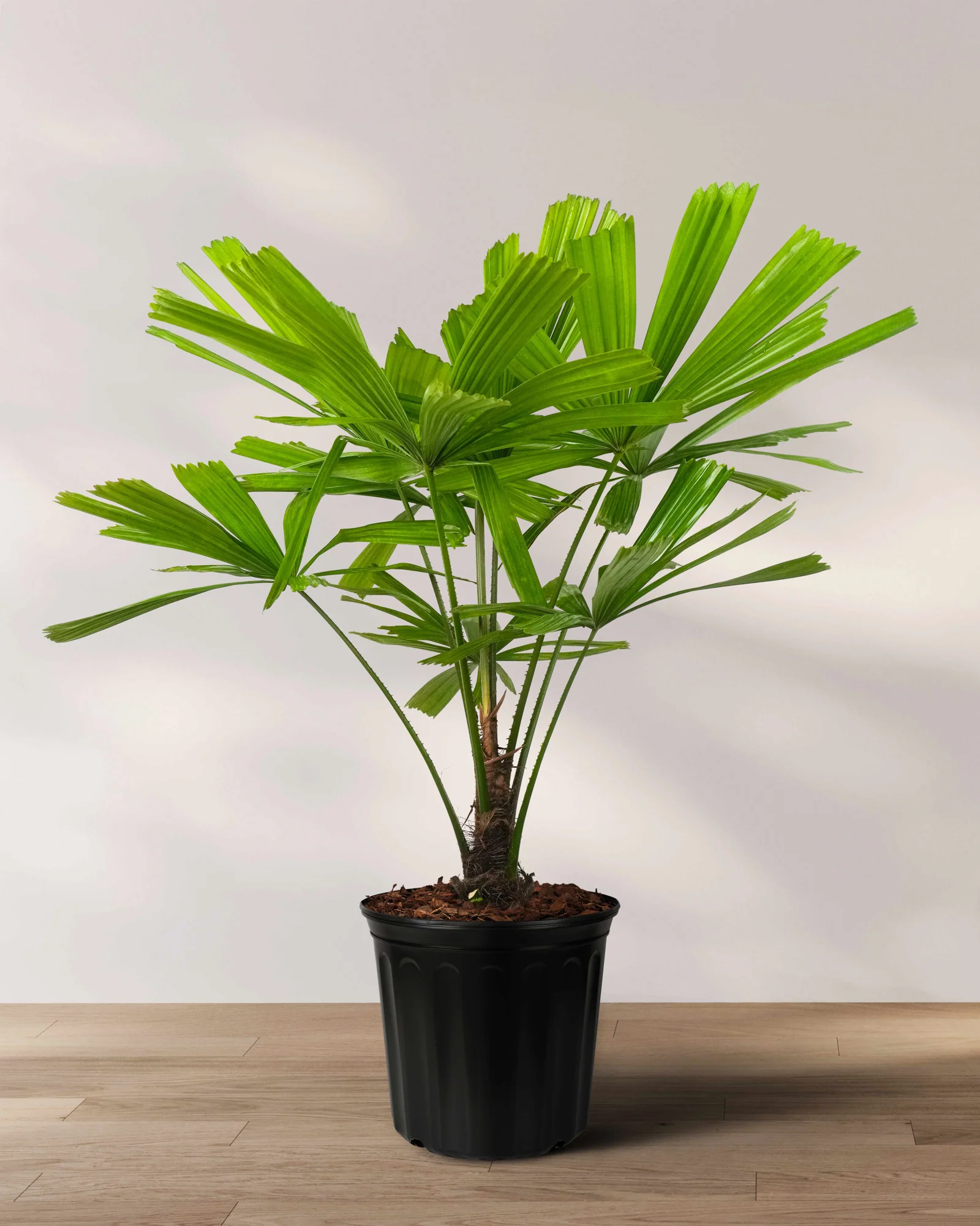 Licuala Ramsayii Palm Tree, Split Leaves - Image 7