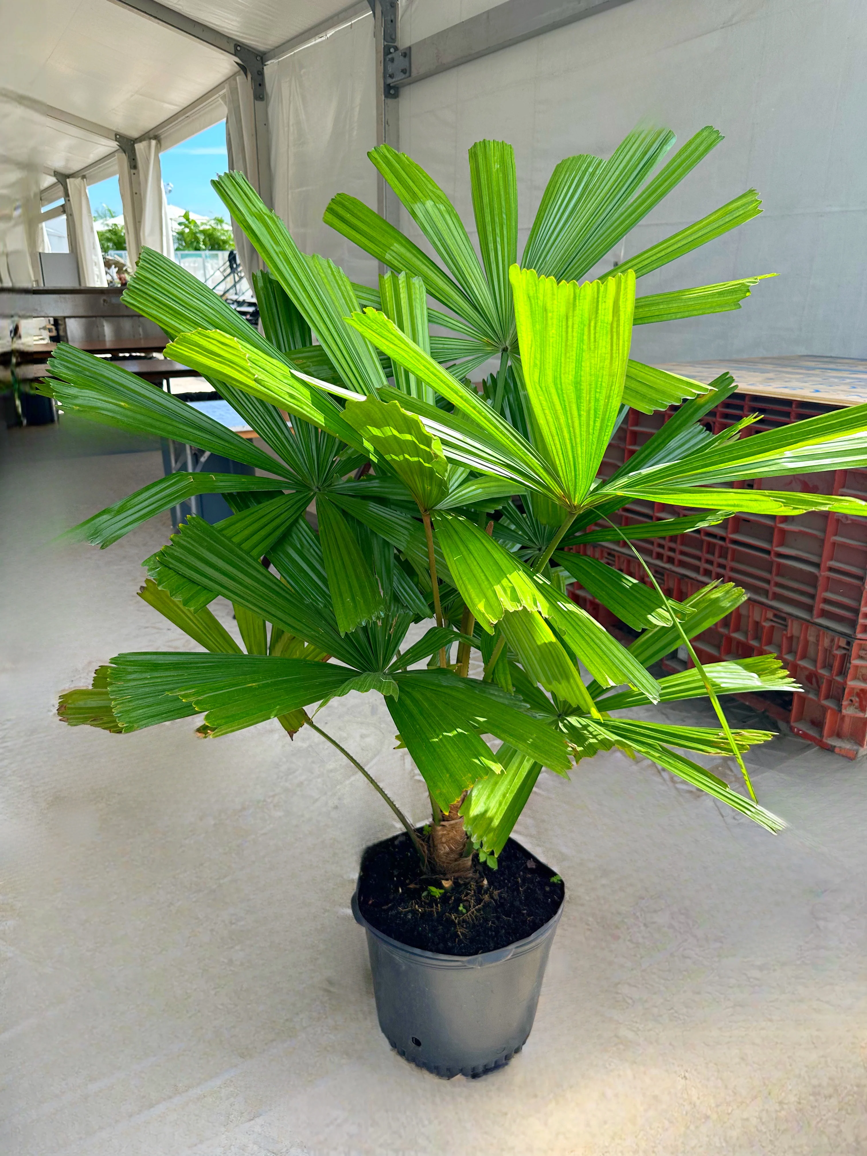 Licuala Ramsayii Palm Tree, Split Leaves - Image 8