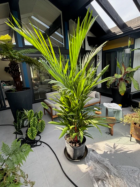 Lipstick Palm Red Sealing Wax Palm, Cyrtostachys Renda - Image 11