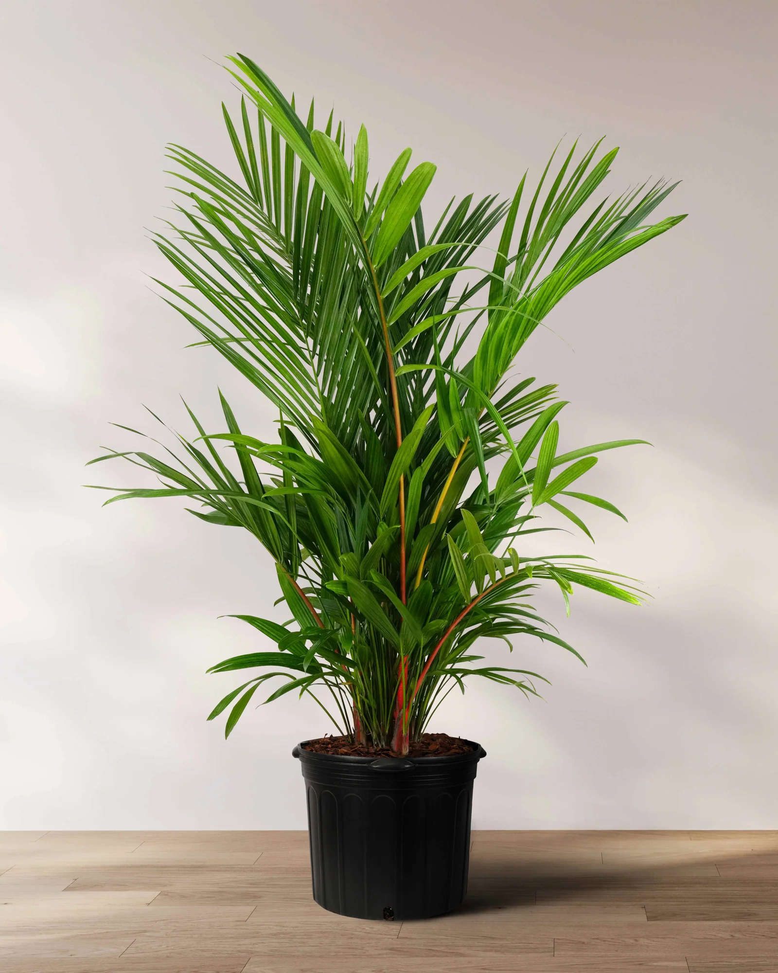 Lipstick Palm Red Sealing Wax Palm, Cyrtostachys Renda - Image 3