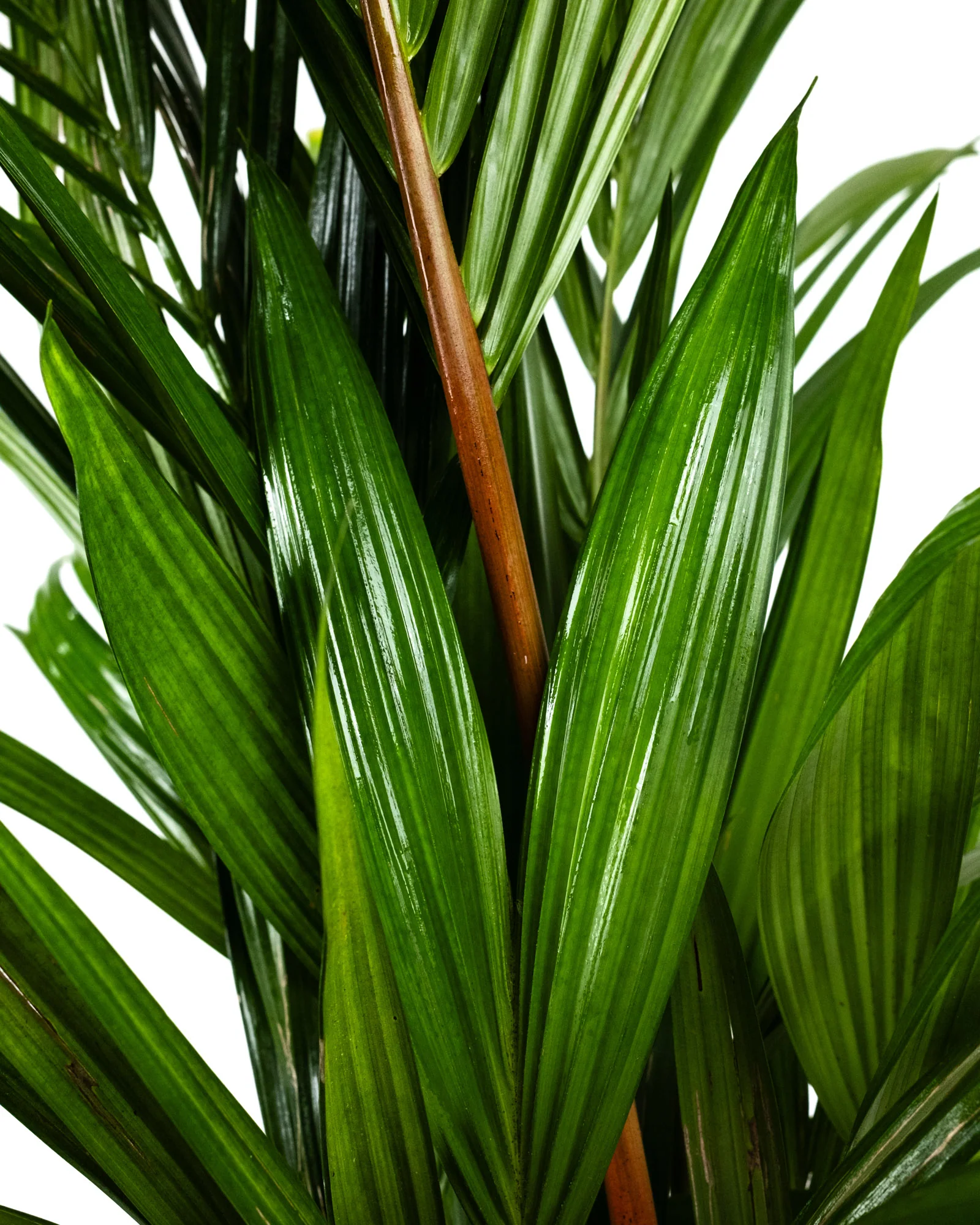 Lipstick Palm Red Sealing Wax Palm, Cyrtostachys Renda - Image 5