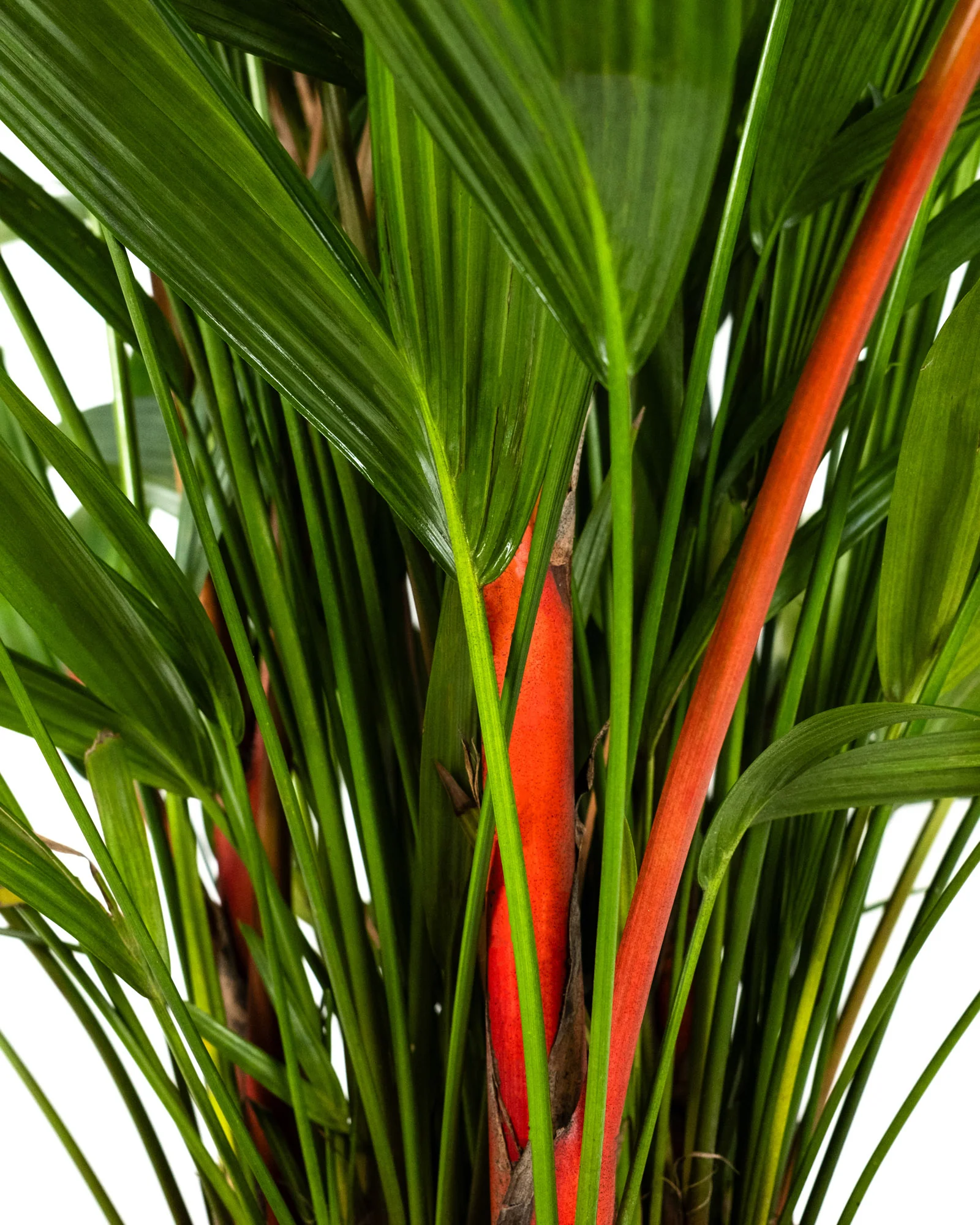 Lipstick Palm Red Sealing Wax Palm, Cyrtostachys Renda - Image 6