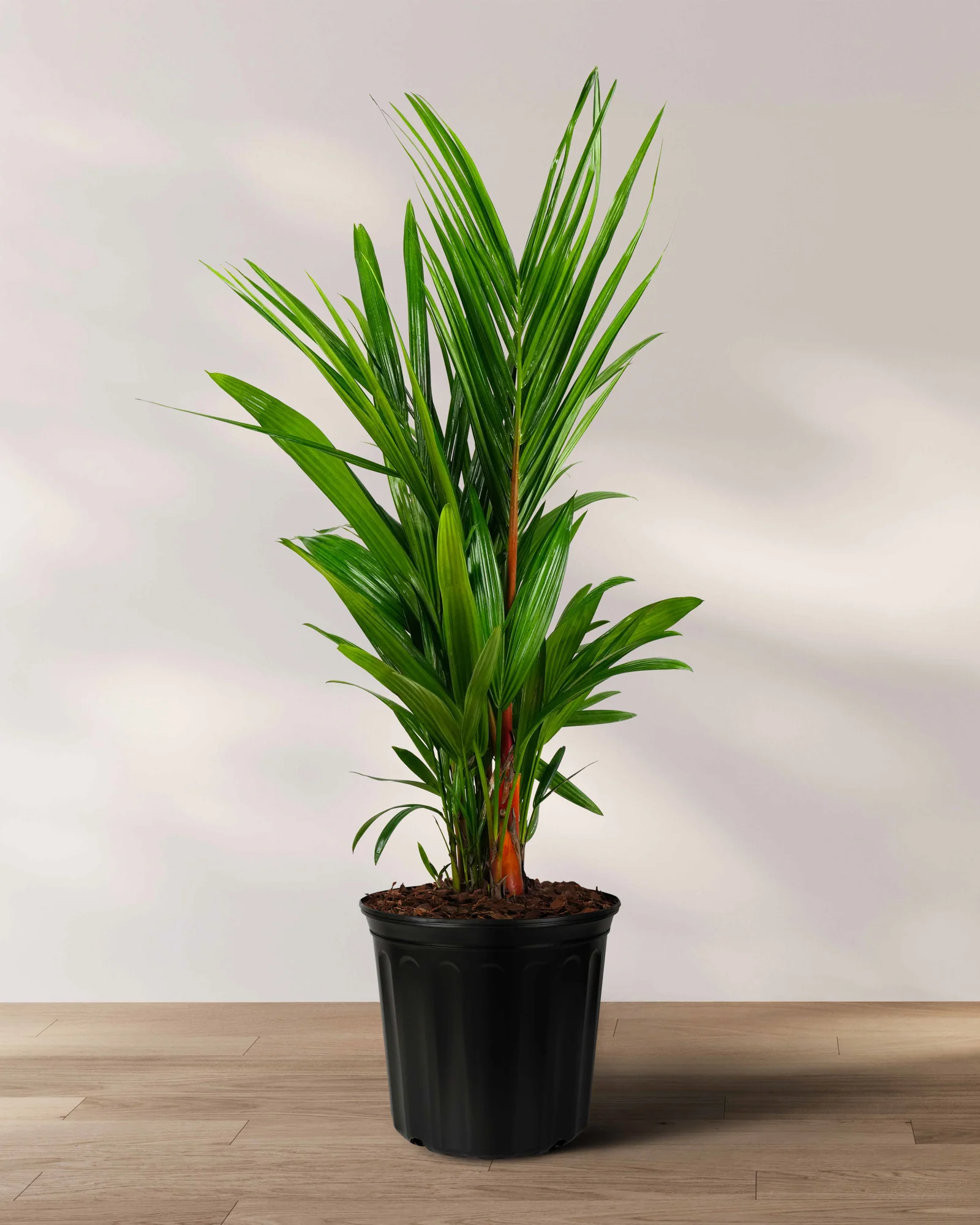 Lipstick Palm Red Sealing Wax Palm, Cyrtostachys Renda - Image 7