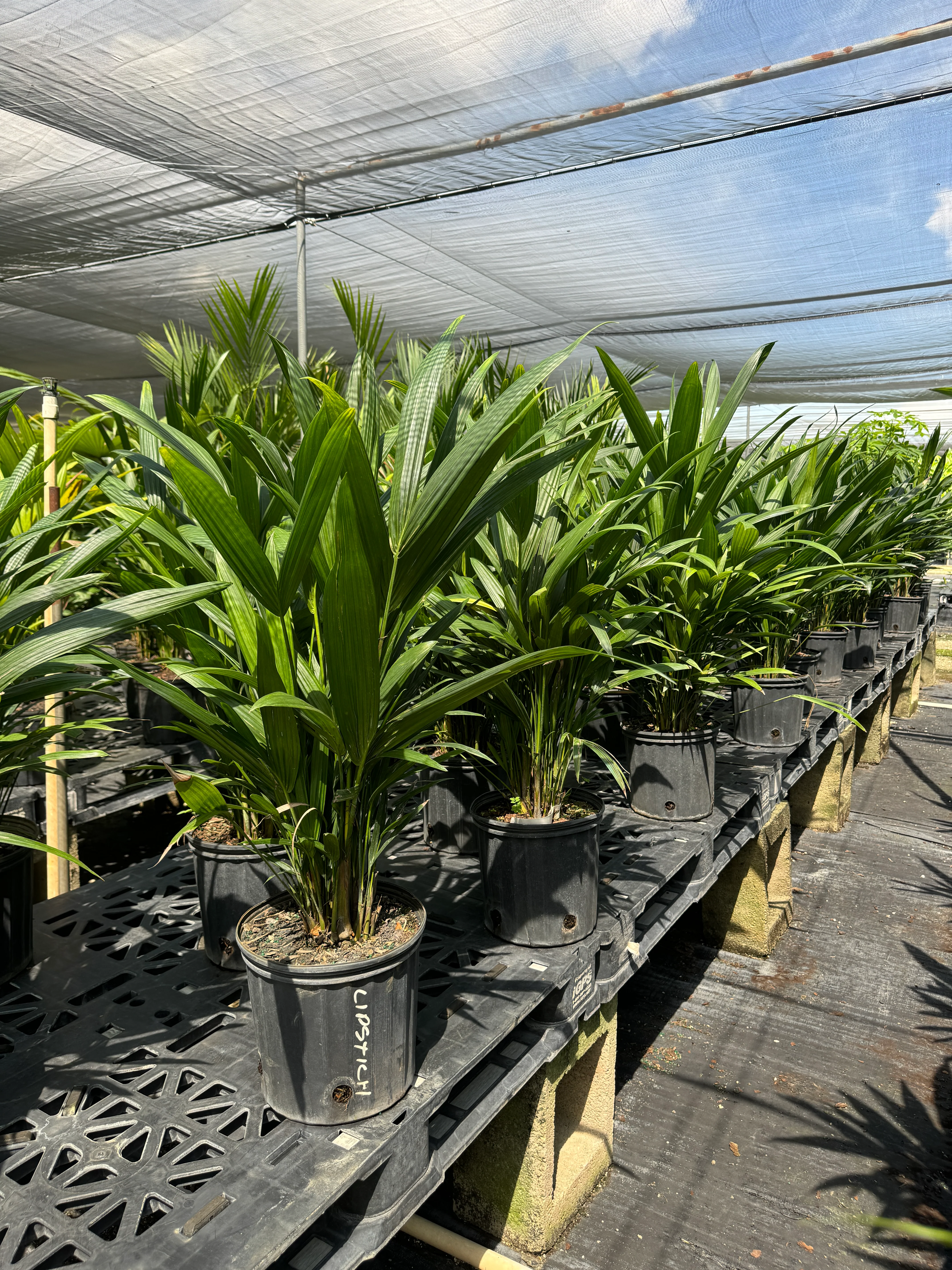 Lipstick Palm Red Sealing Wax Palm, Cyrtostachys Renda - Image 8