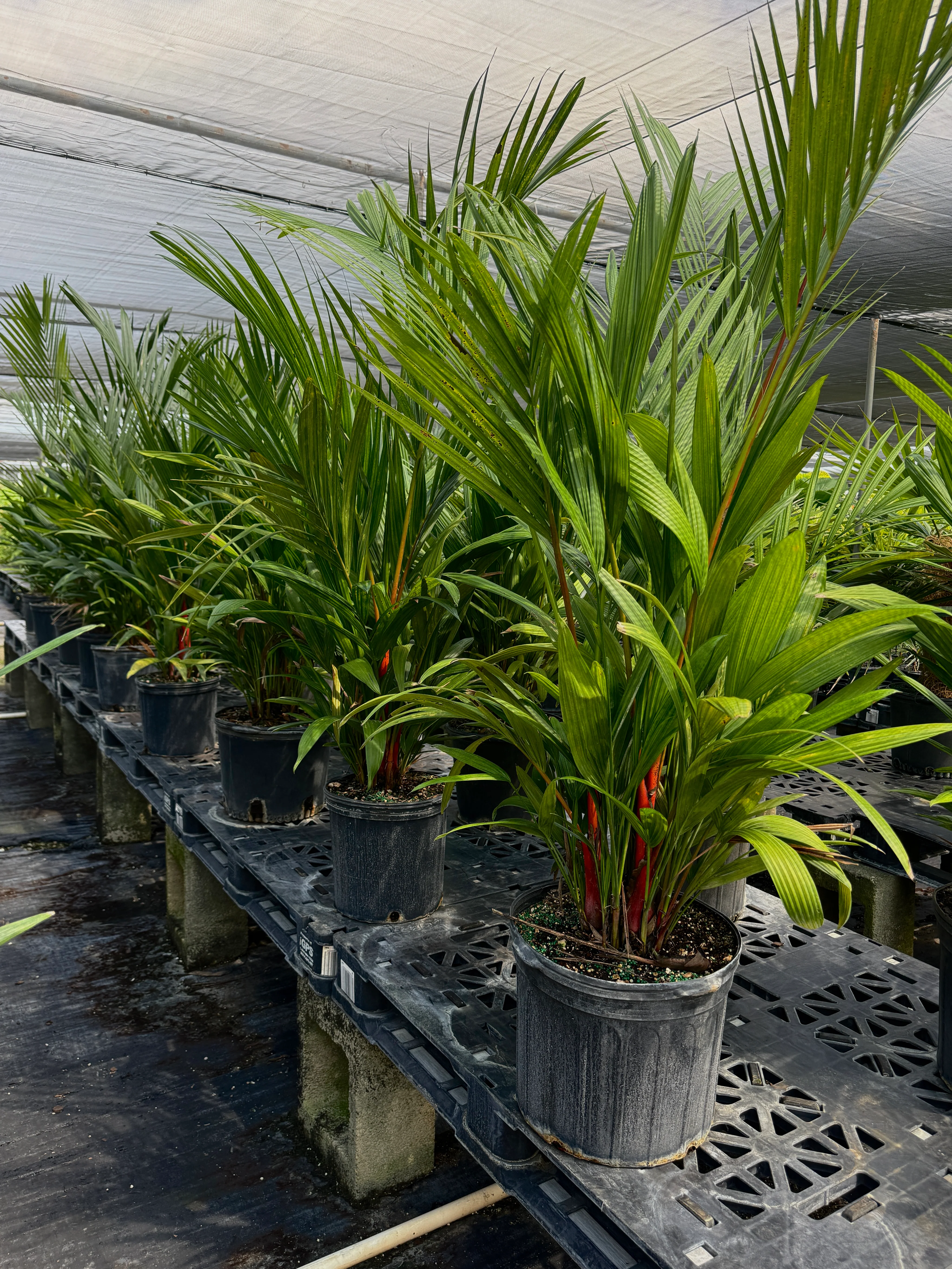 Lipstick Palm Red Sealing Wax Palm, Cyrtostachys Renda - Image 9