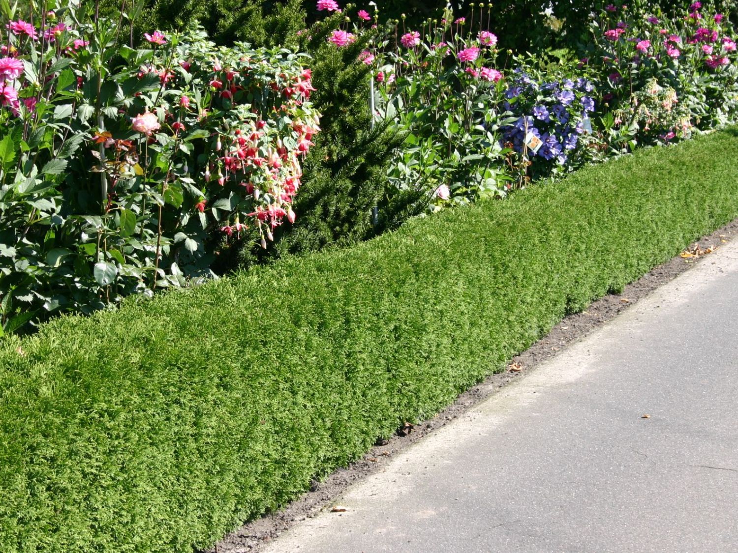 Little Giant Arborvitae Topiary Ball, False White Cedar - Image 4