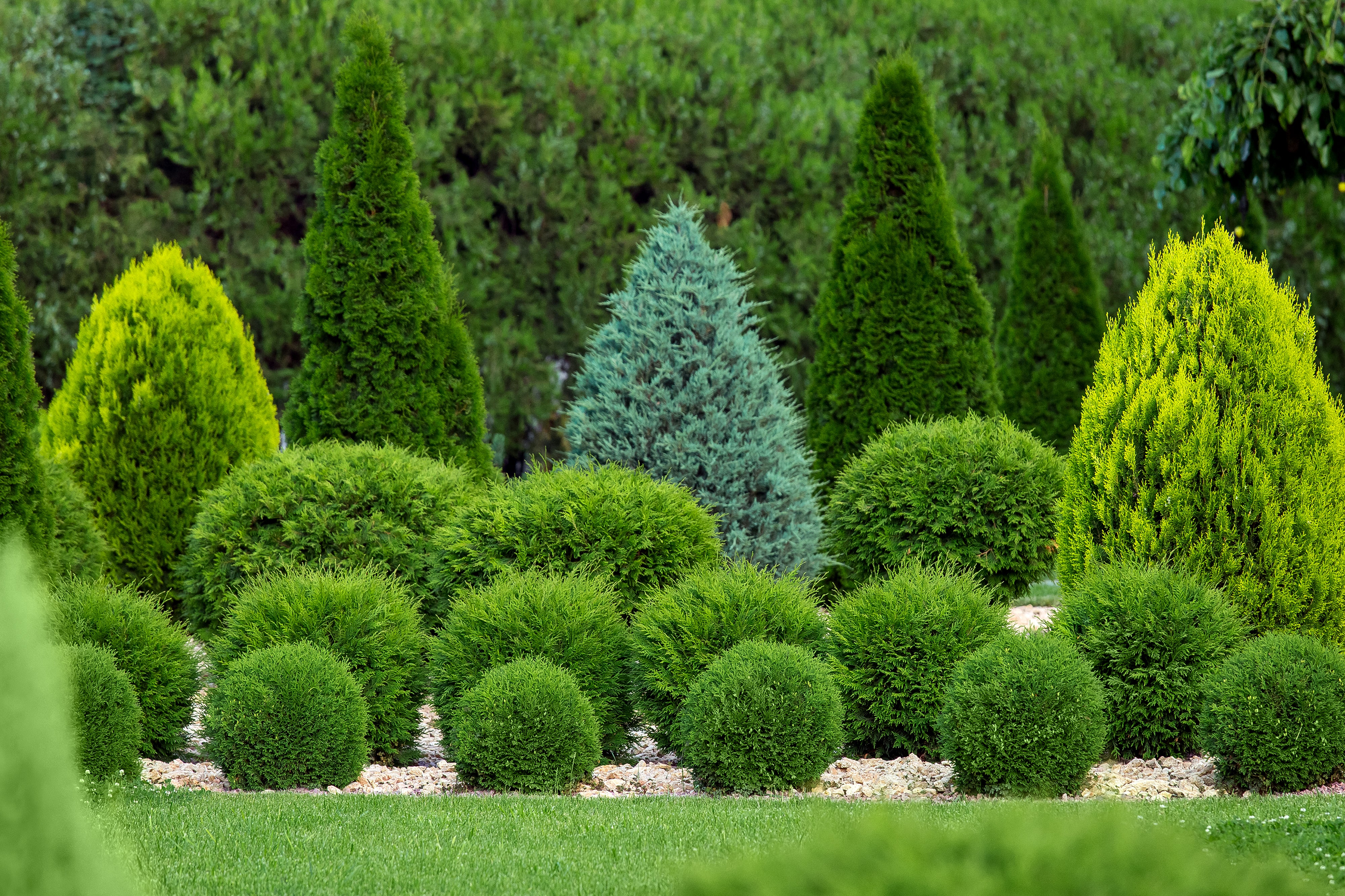 Little Giant Arborvitae Topiary Ball, False White Cedar - Image 5