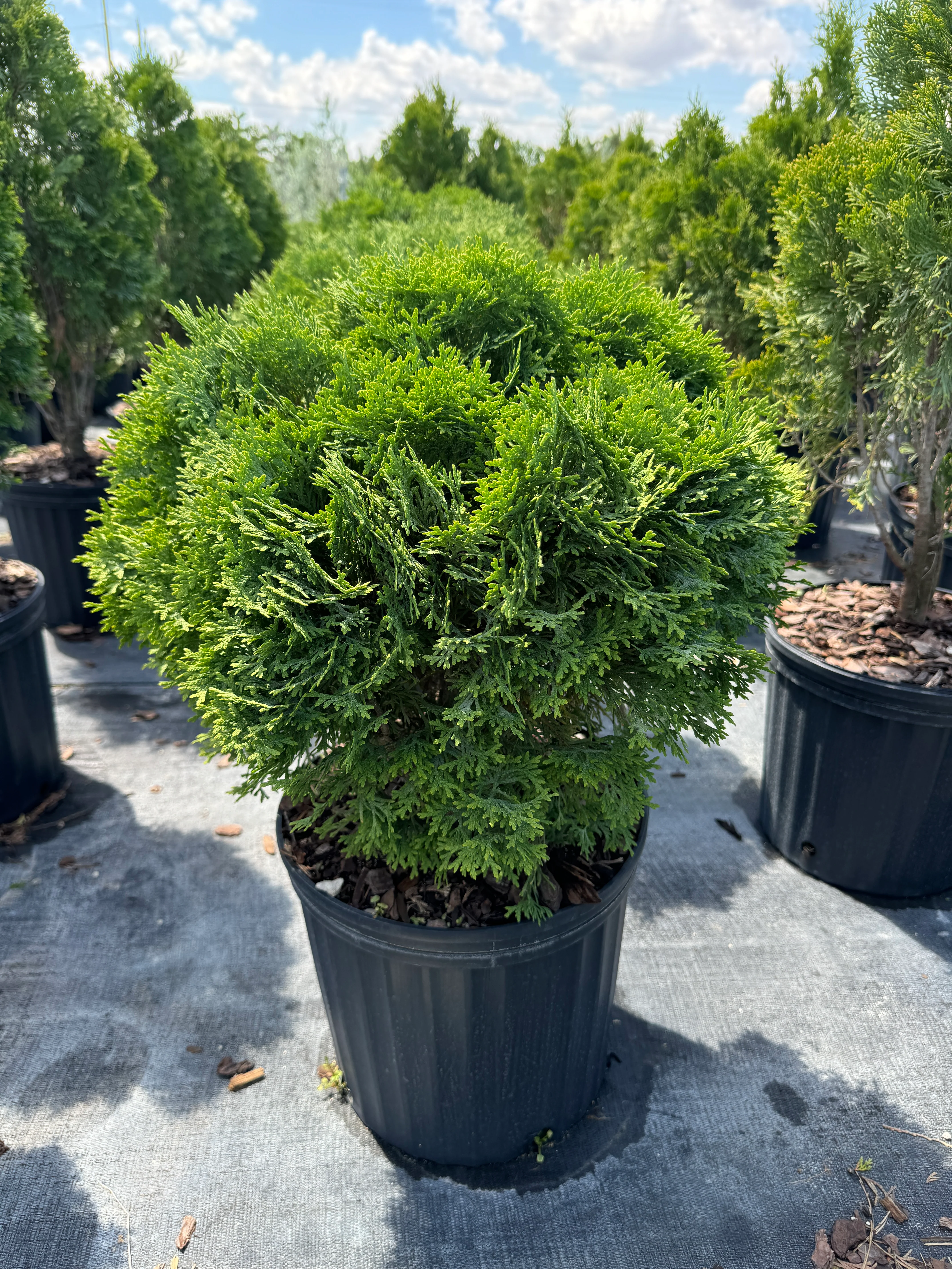 Little Giant Arborvitae Topiary Ball, False White Cedar - Image 6