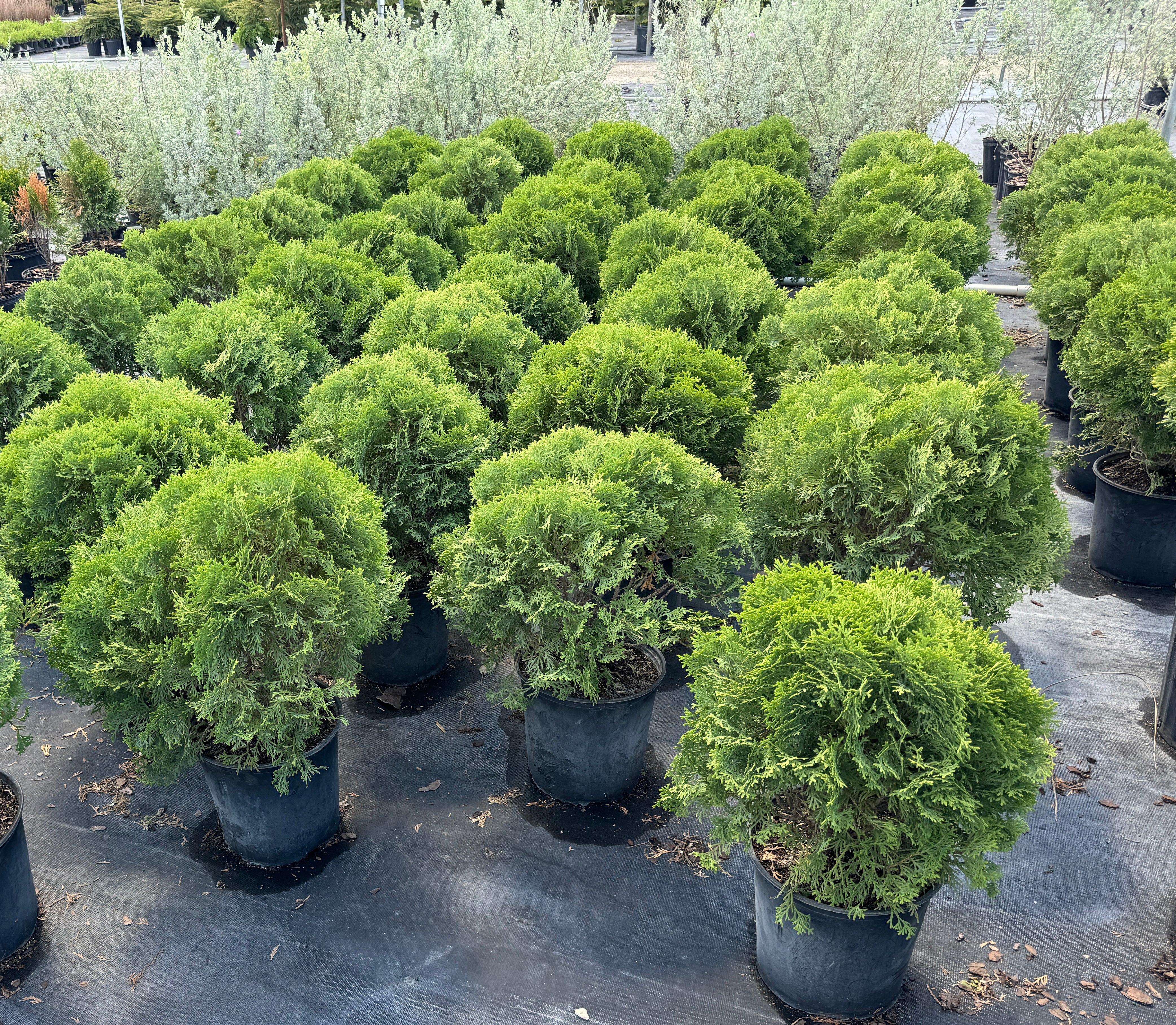 Little Giant Arborvitae Topiary Ball, False White Cedar - Image 7