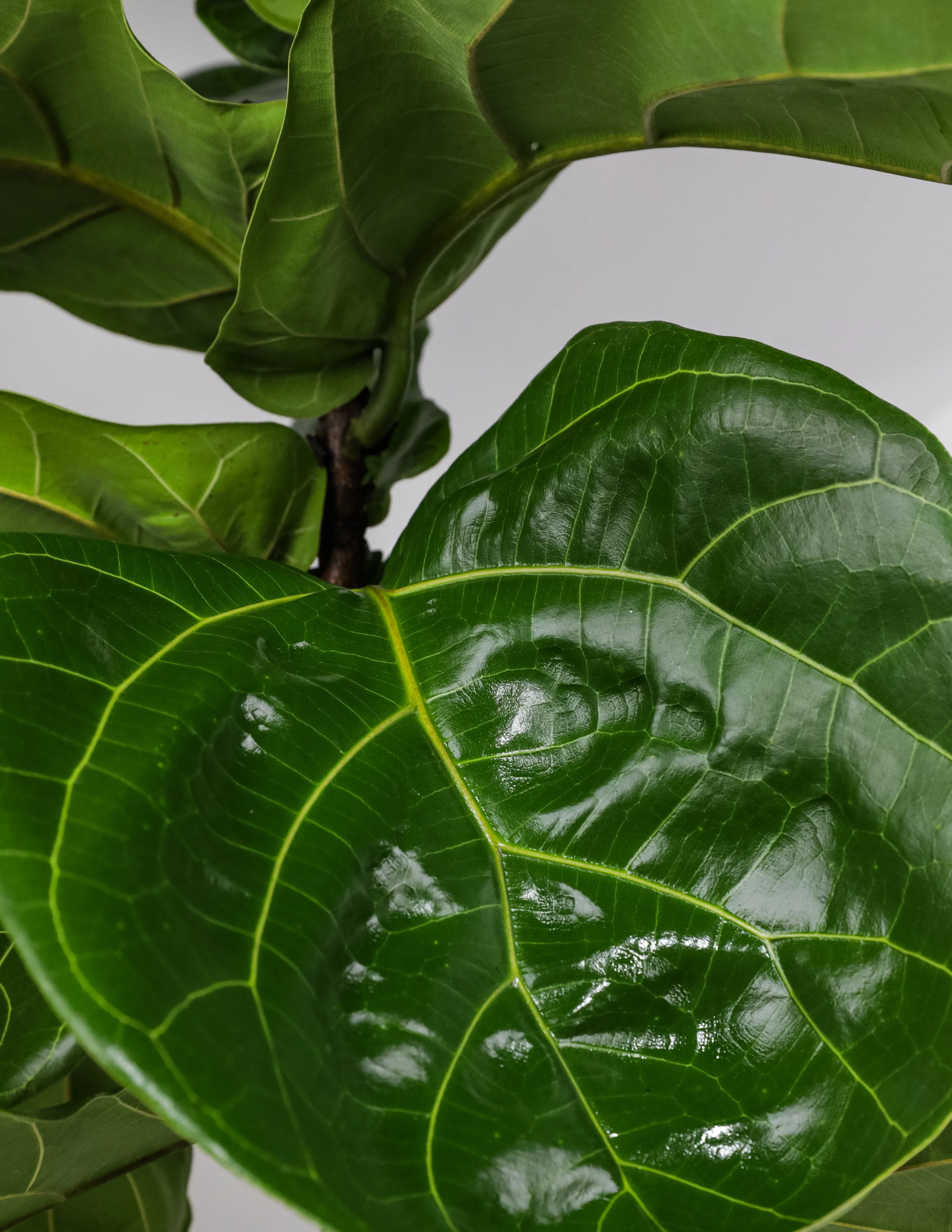 Ficus Lyrata Tree Form Double, Fiddle Leaf Fig Tree - Image 3