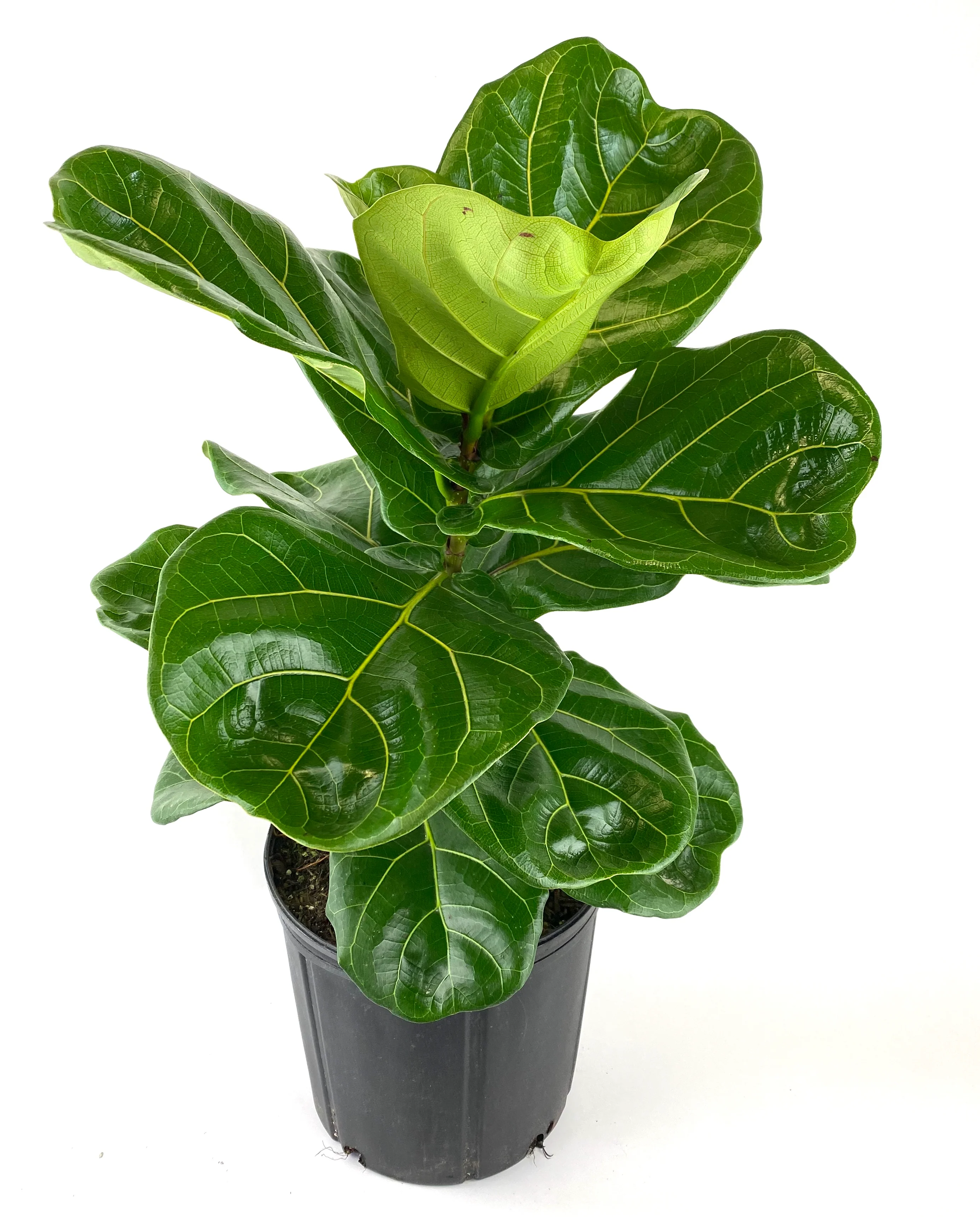 Ficus Lyrata Tree Form Double, Fiddle Leaf Fig Tree - Image 4