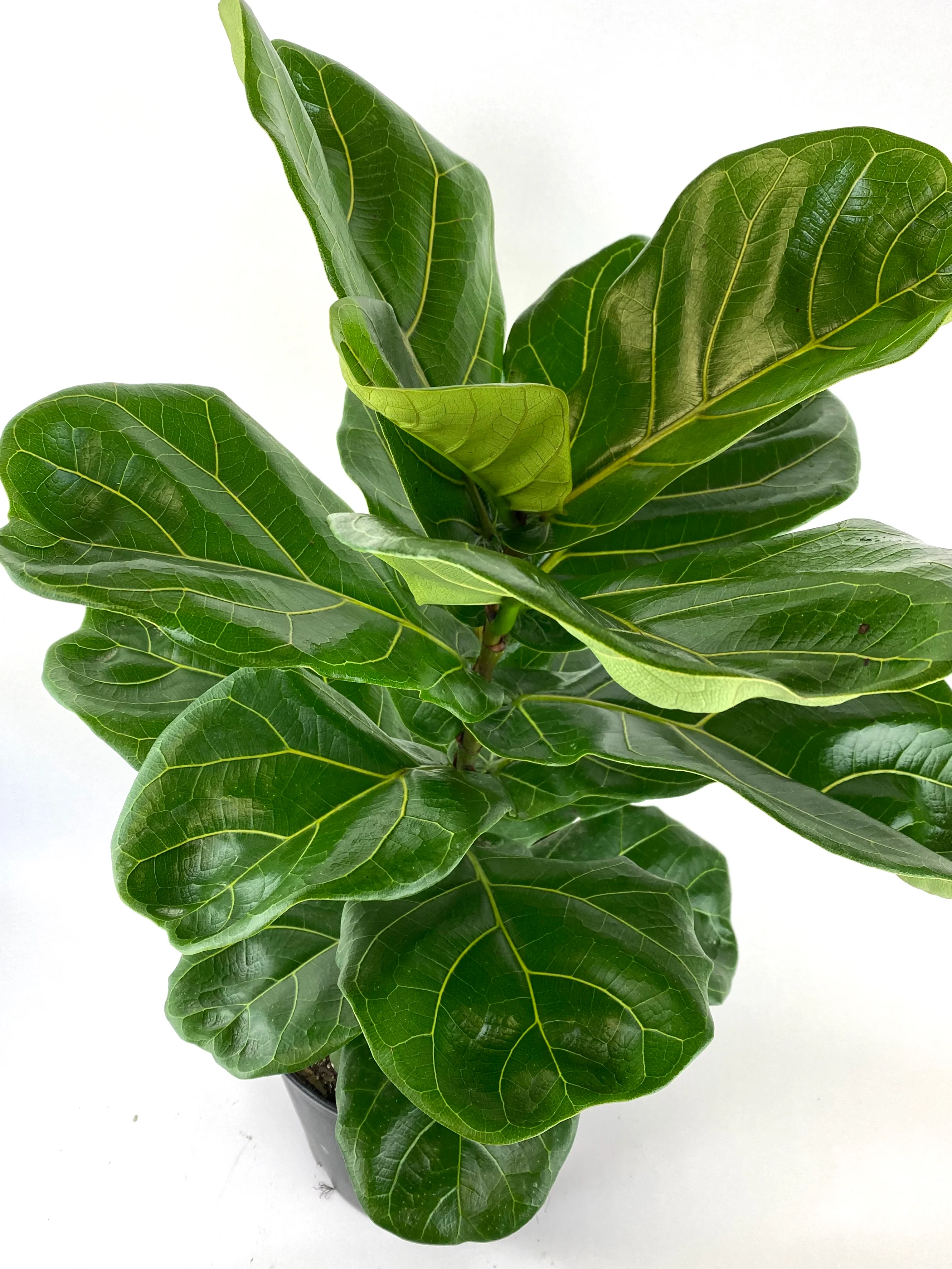 Ficus Lyrata Tree Form Double, Fiddle Leaf Fig Tree - Image 5