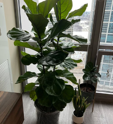Ficus Lyrata Tree Form Double, Fiddle Leaf Fig Tree - Image 6
