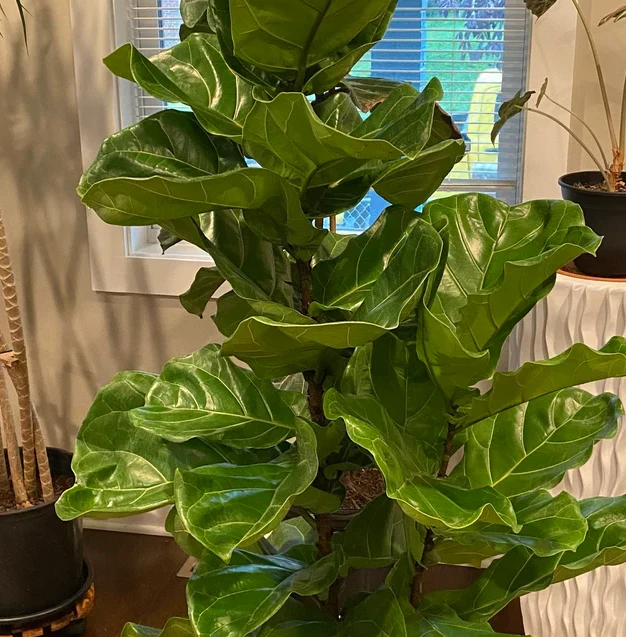 Ficus Lyrata Tree Form Double, Fiddle Leaf Fig Tree - Image 7