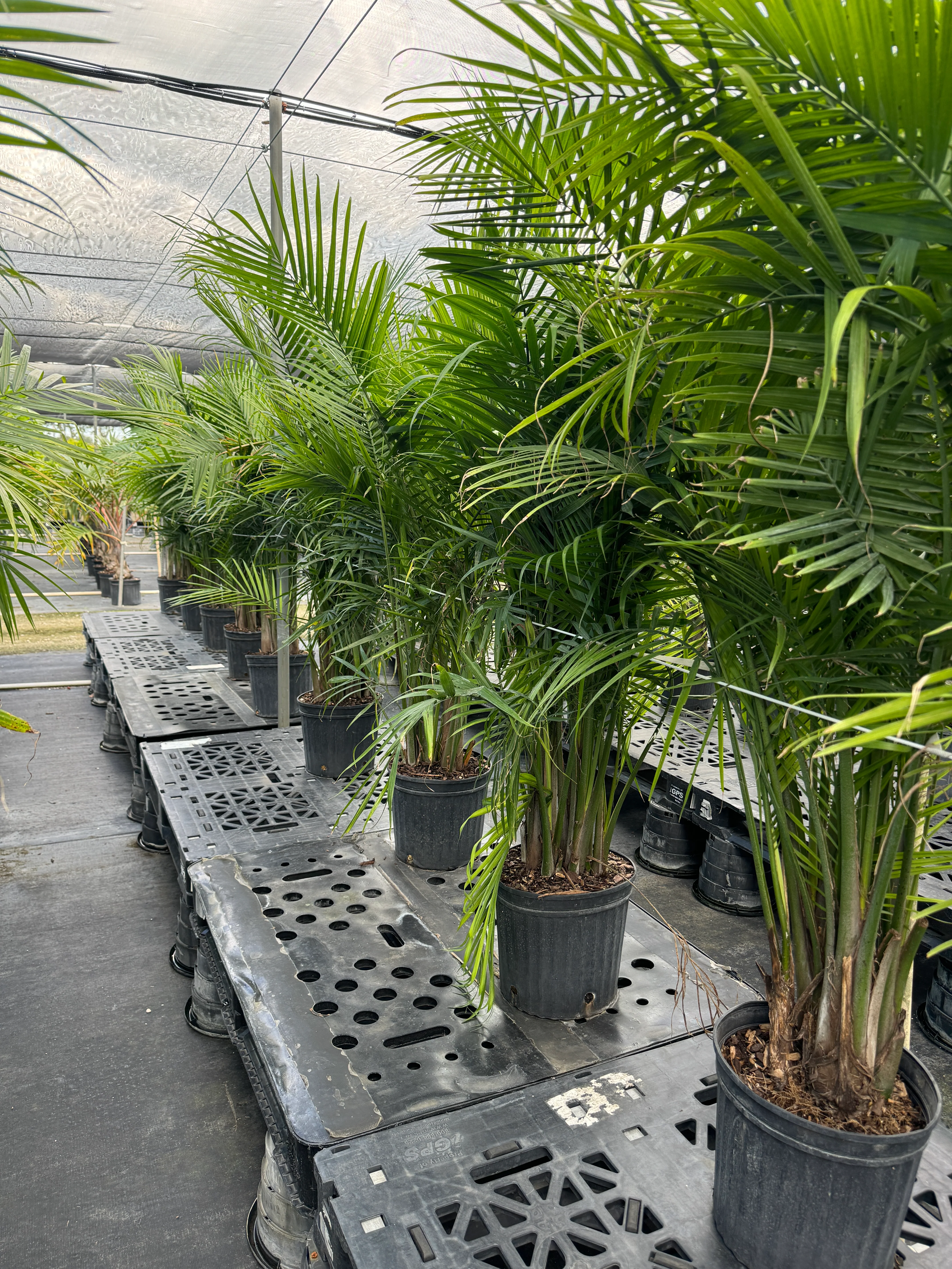 Majesty Palm, Ravenea Rivularis Live Indoor Plant - Image 11