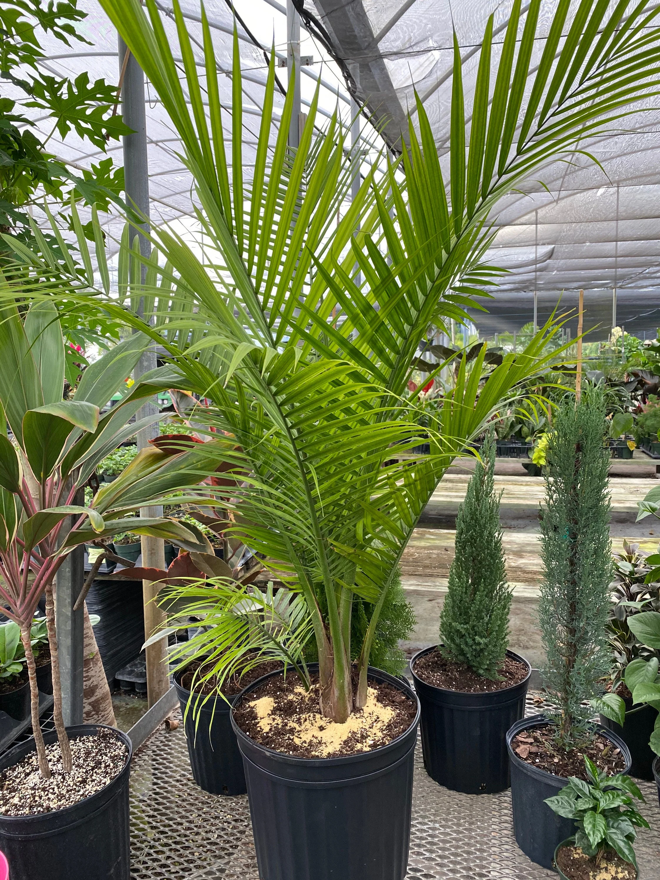 Majesty Palm, Ravenea Rivularis Live Indoor Plant - Image 3