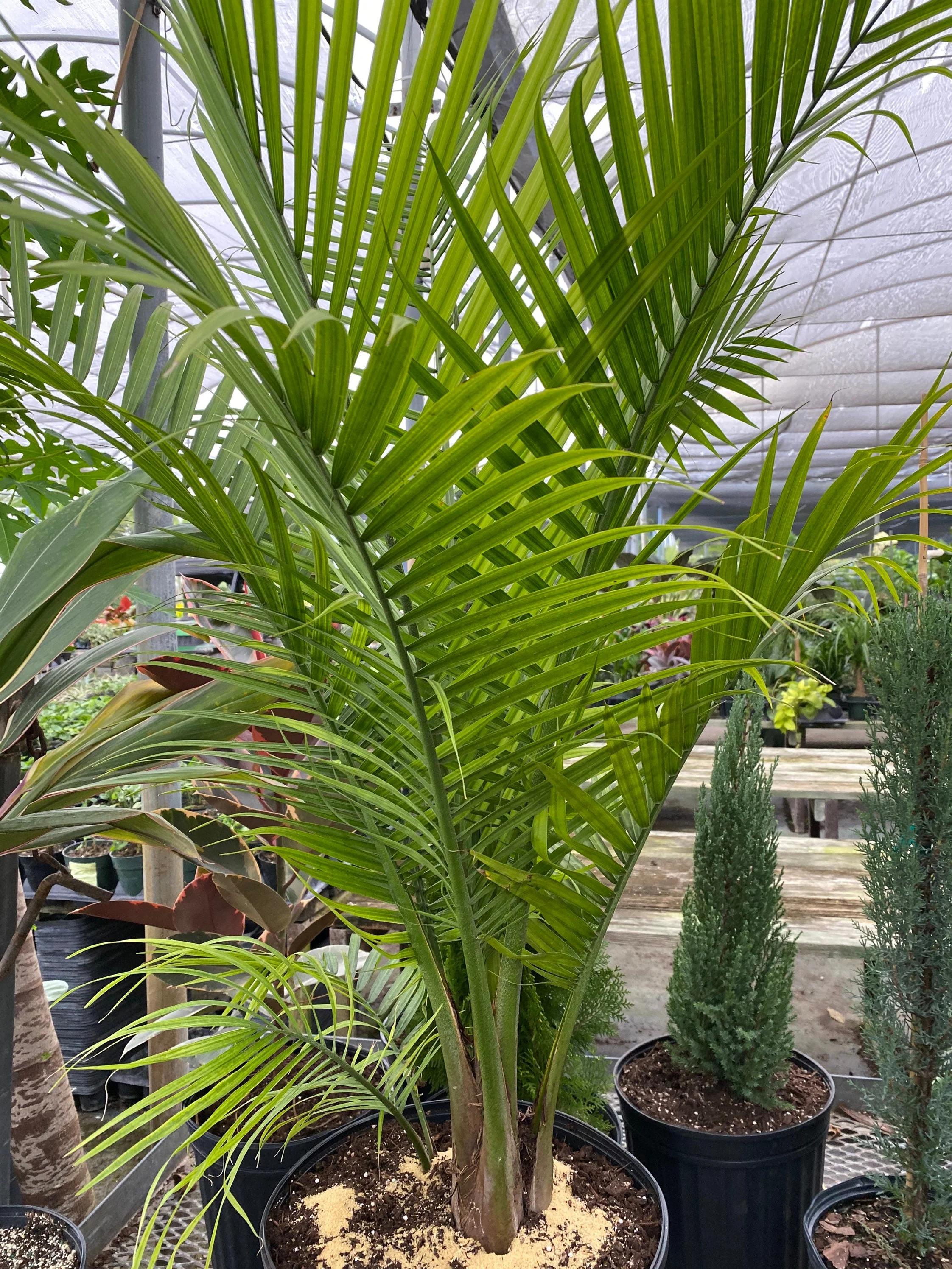 Majesty Palm, Ravenea Rivularis Live Indoor Plant - Image 4
