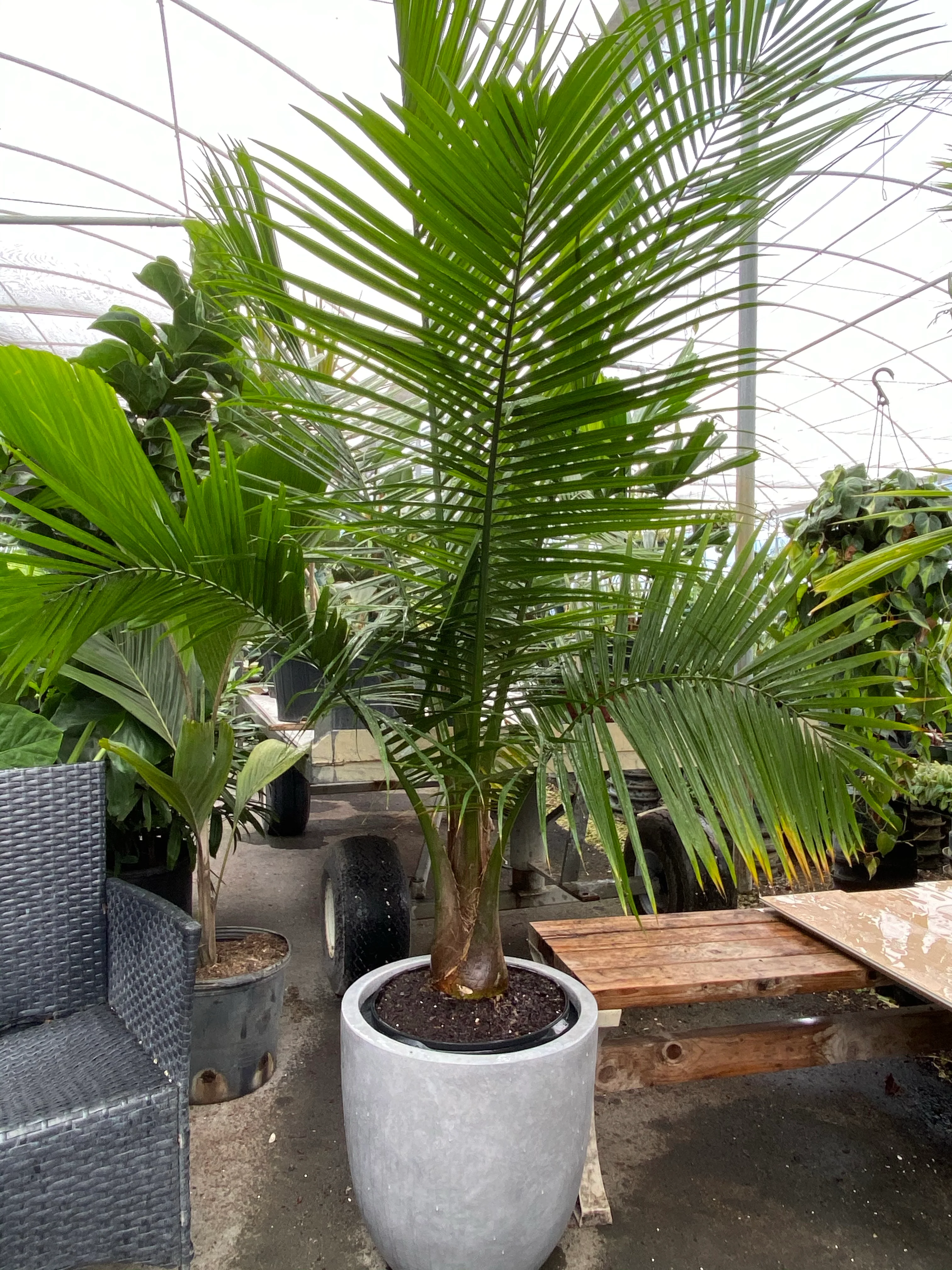 Majesty Palm, Ravenea Rivularis Live Indoor Plant - Image 5