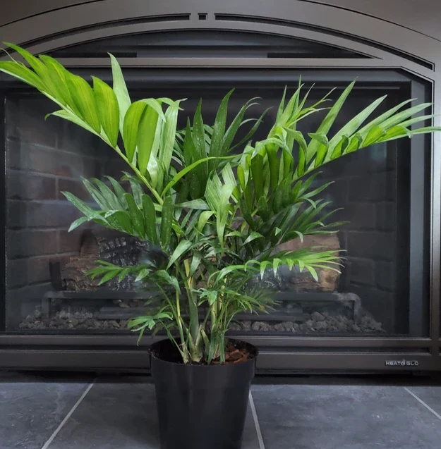 Majesty Palm, Ravenea Rivularis Live Indoor Plant - Image 8