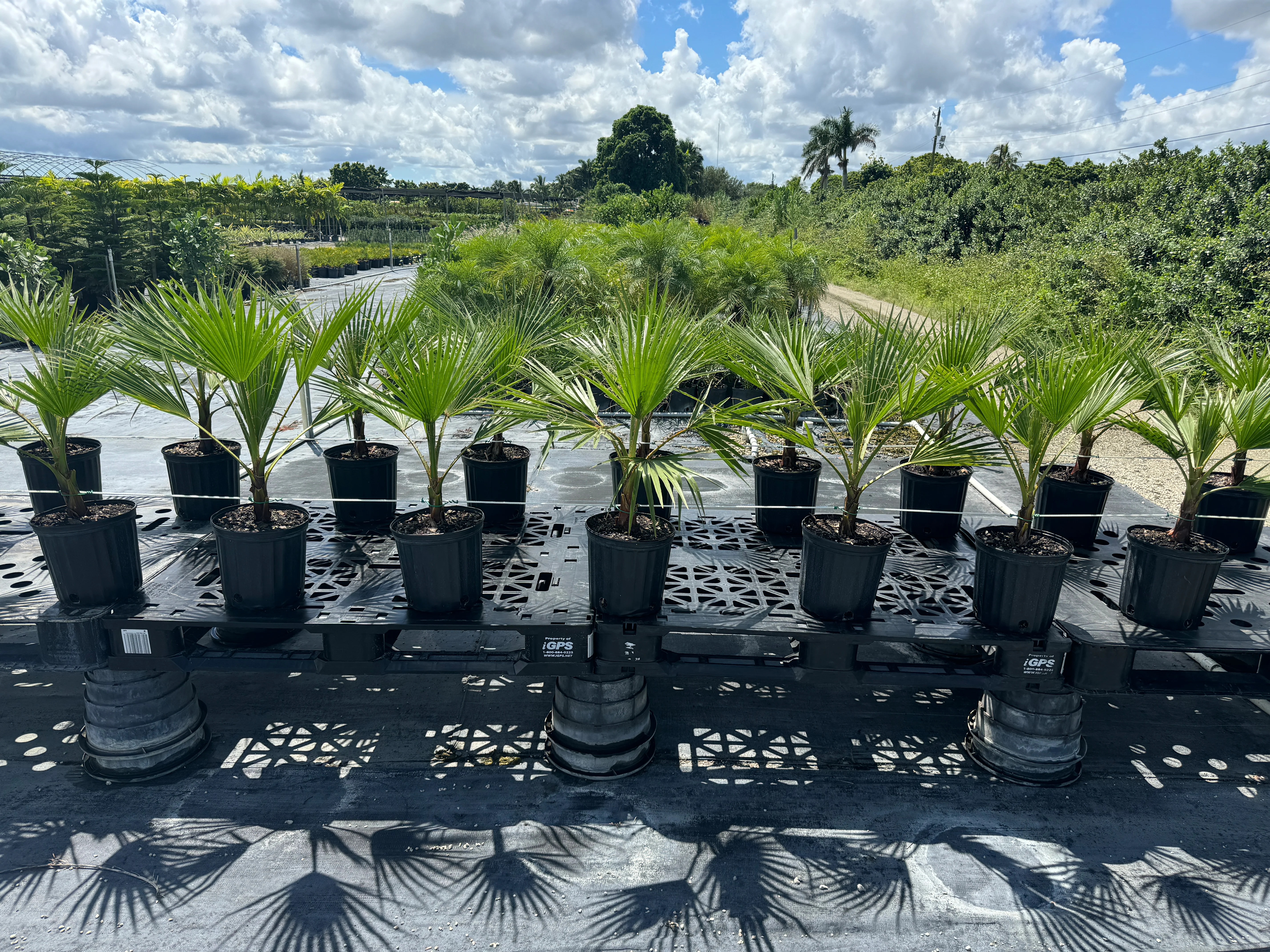 Washington Palm, Mexican Fan Palm Tree - Image 11