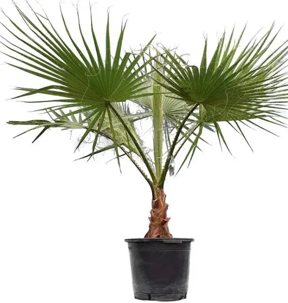 Washington Palm, Mexican Fan Palm Tree - Image 4