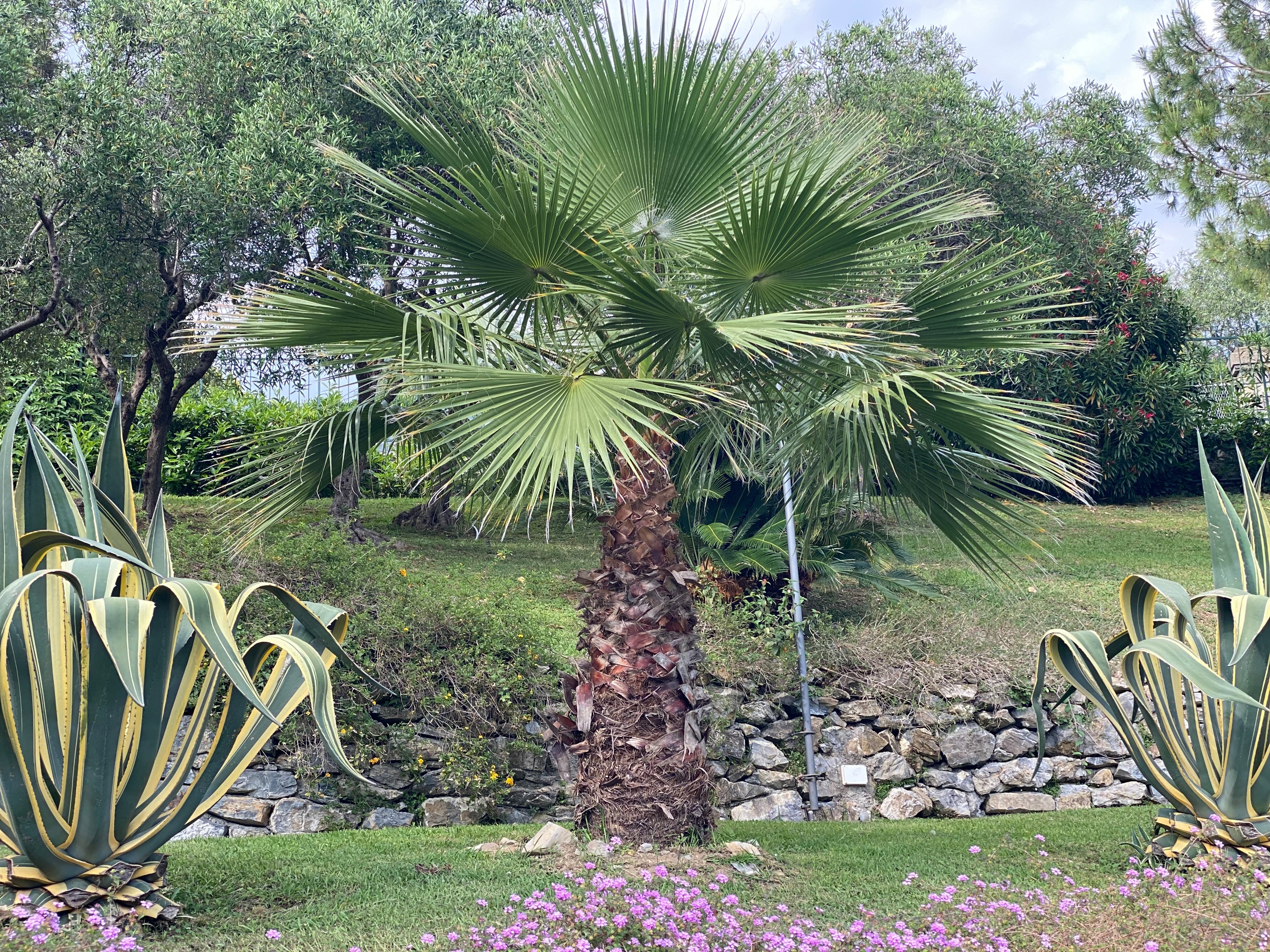 Washington Palm, Mexican Fan Palm Tree - Image 5