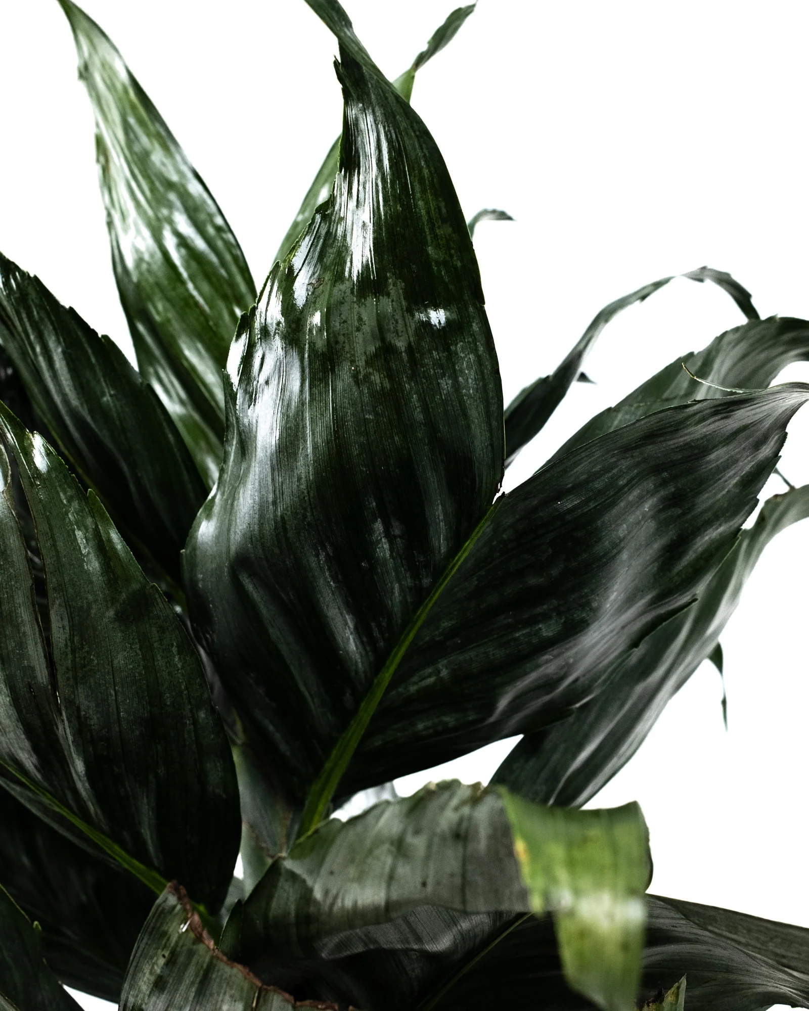 Mini Fishtail Palm Chamaedorea metallica - Image 3