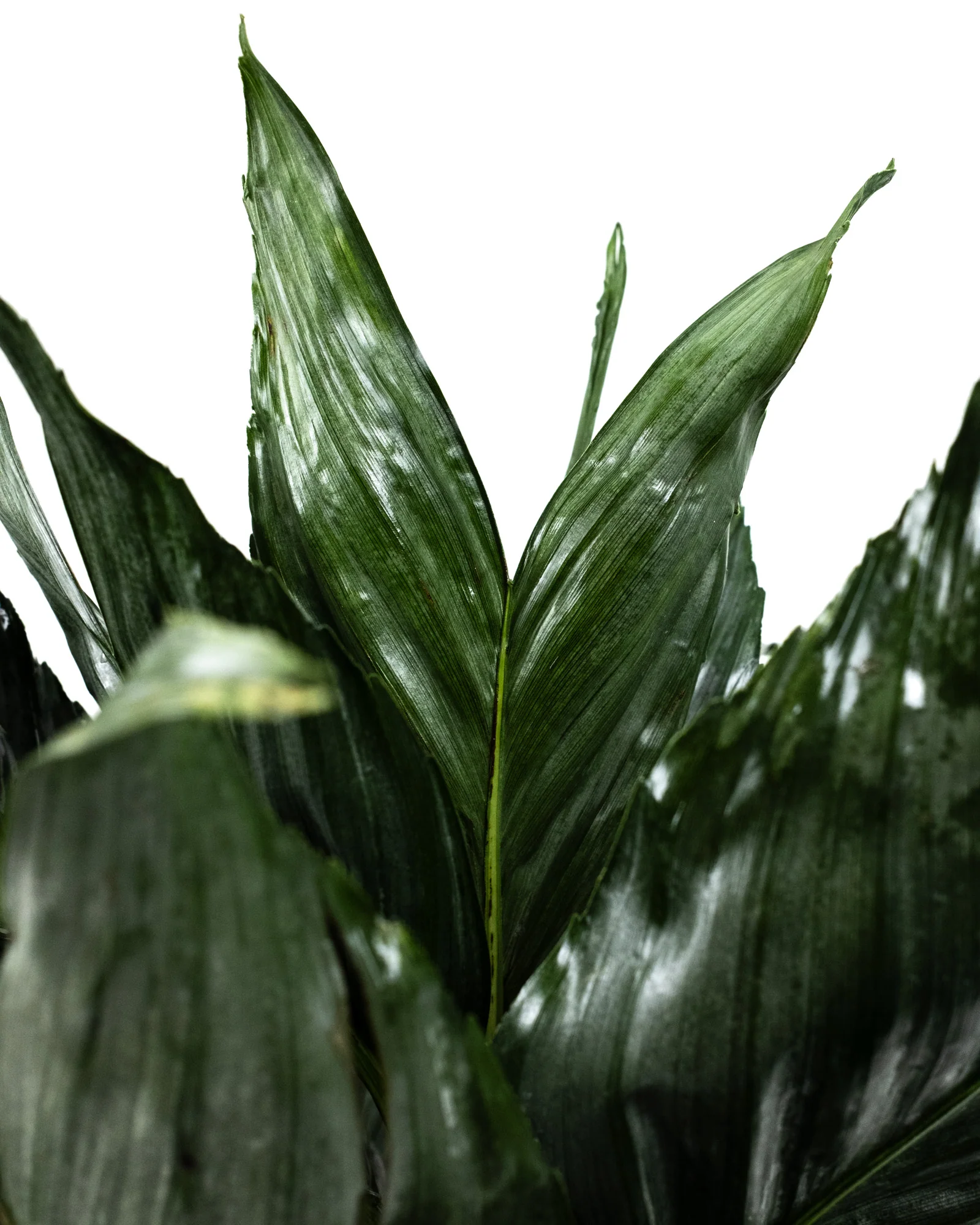 Mini Fishtail Palm Chamaedorea metallica - Image 4