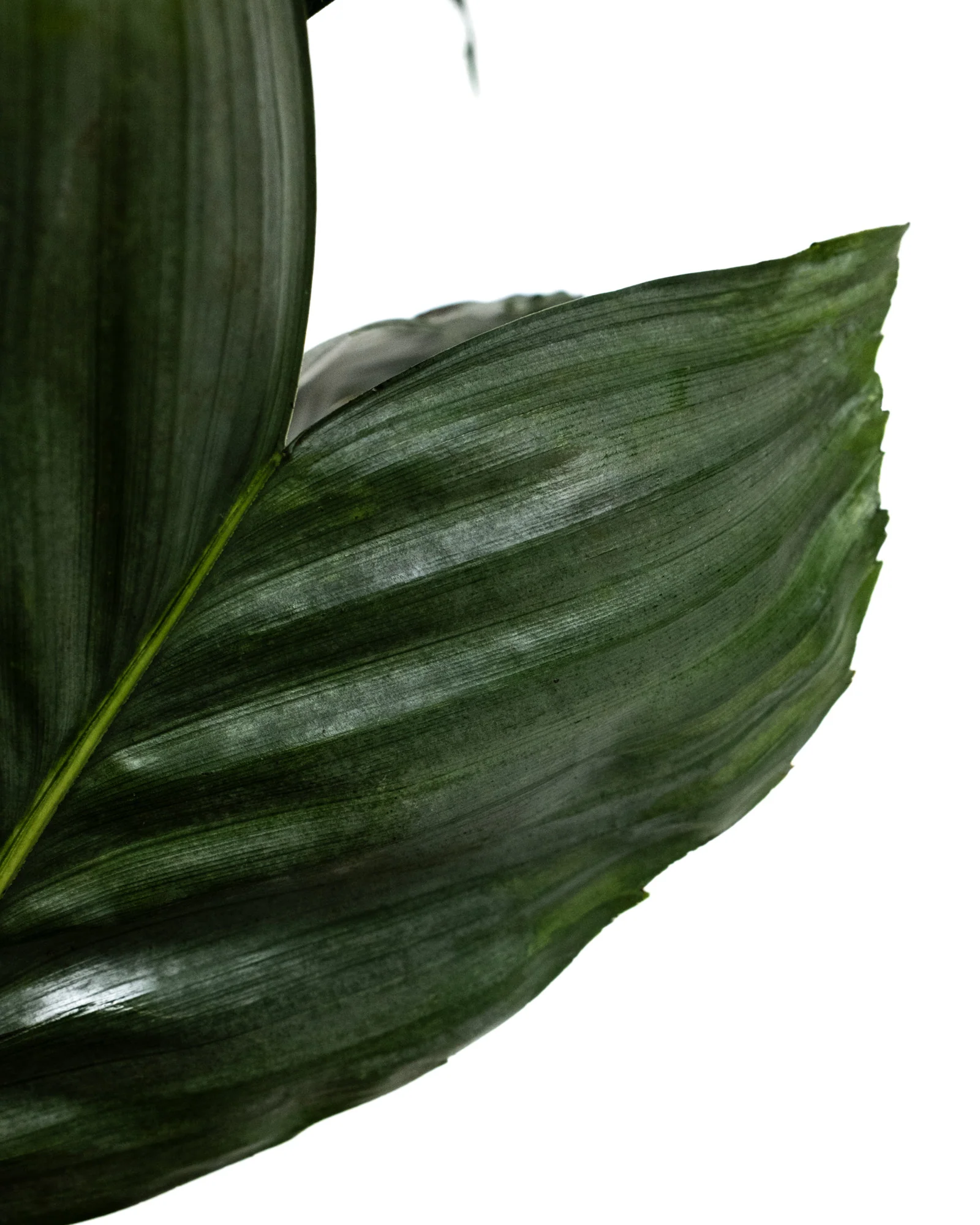 Mini Fishtail Palm Chamaedorea metallica - Image 5