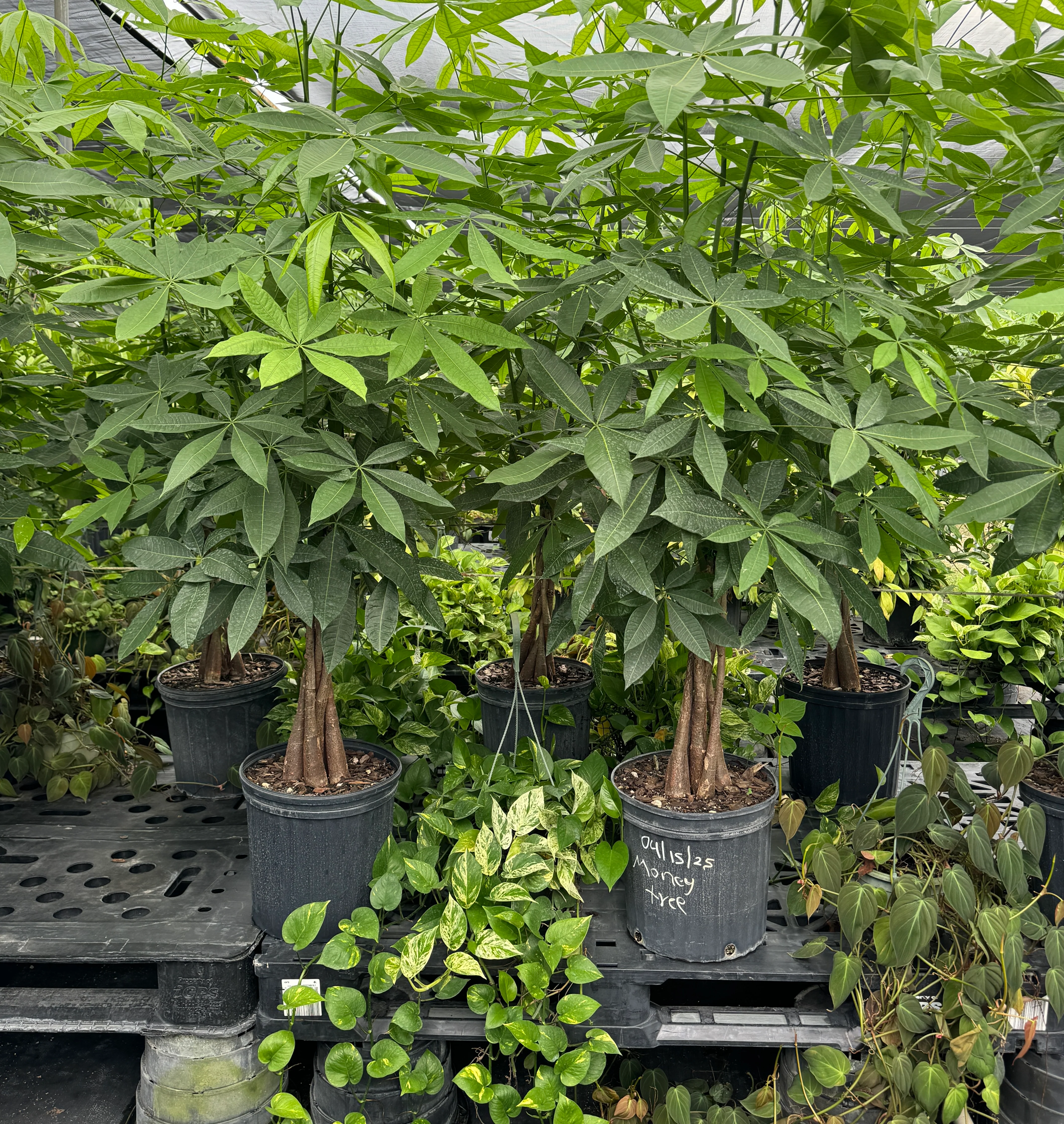 Money Tree Braided, Tree Form, Pachira Aquatica, Good Luck Tree - Image 10