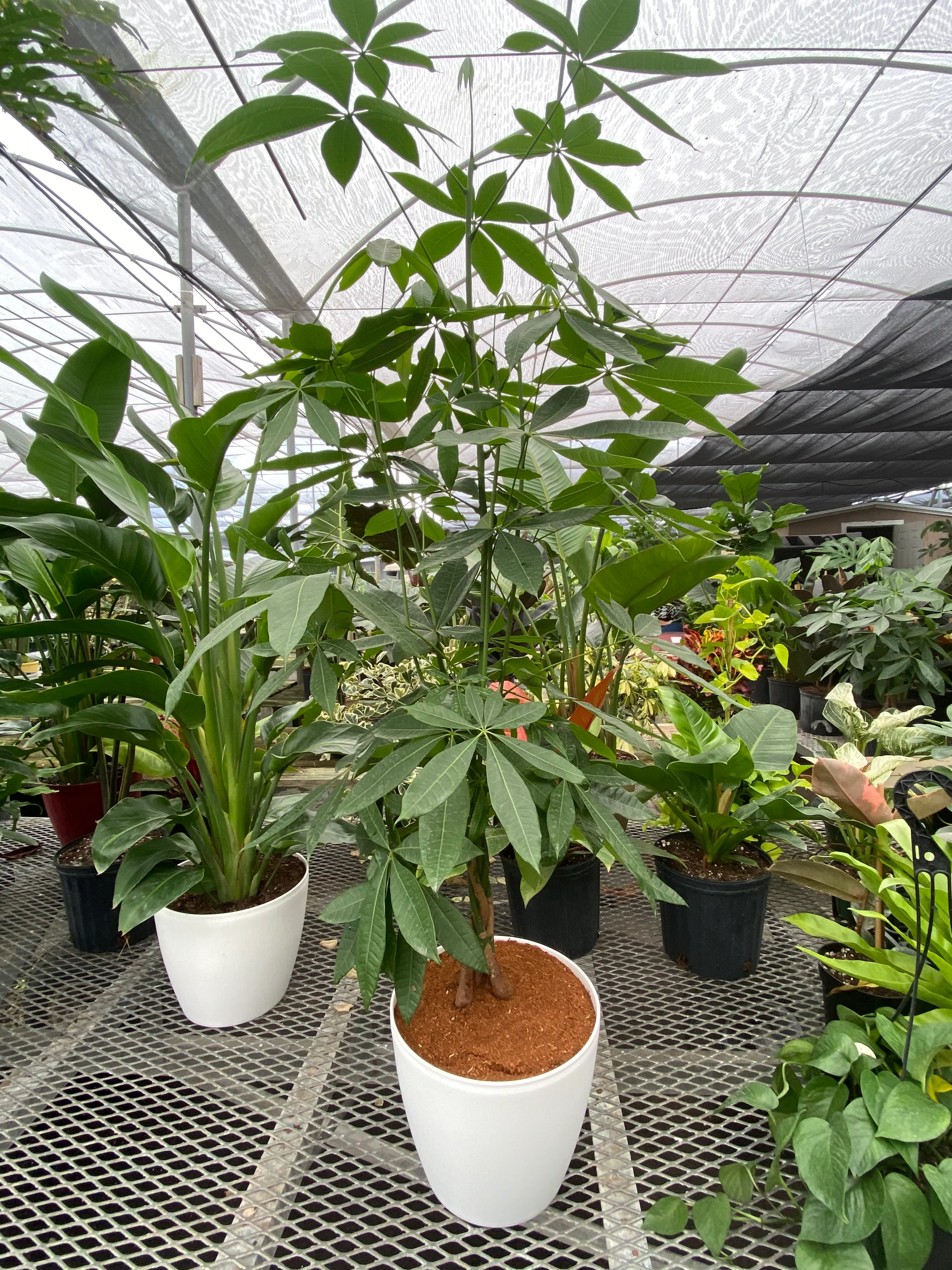 Money Tree Braided, Tree Form, Pachira Aquatica, Good Luck Tree - Image 3