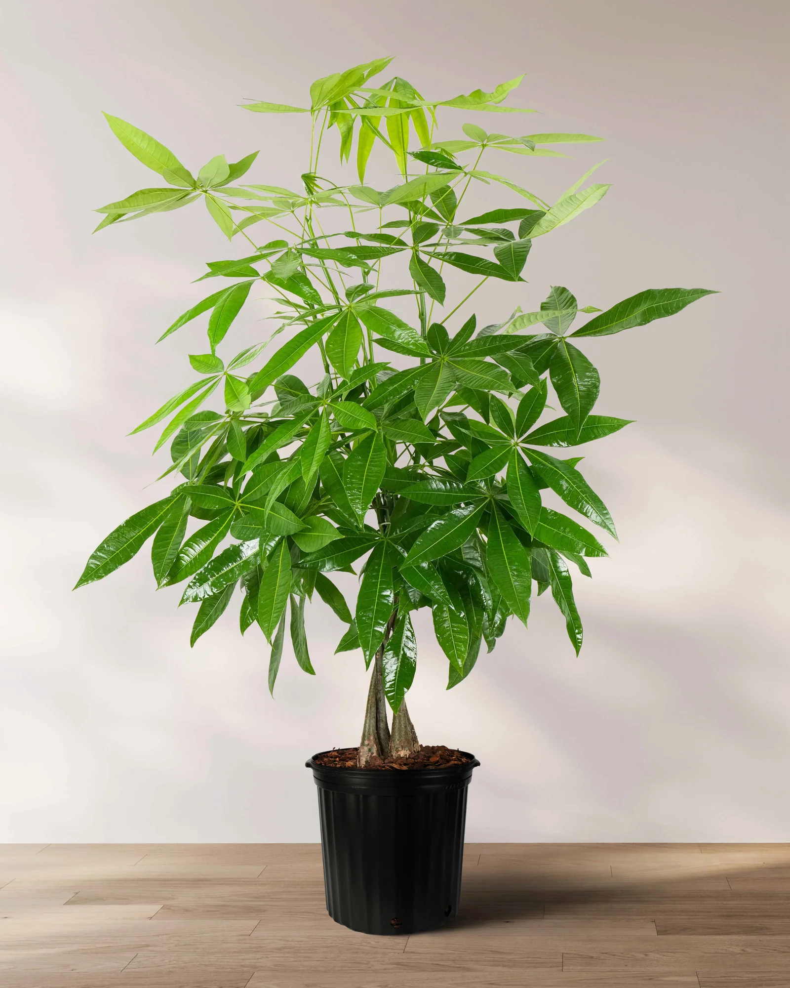 Money Tree Braided, Tree Form, Pachira Aquatica, Good Luck Tree - Image 6