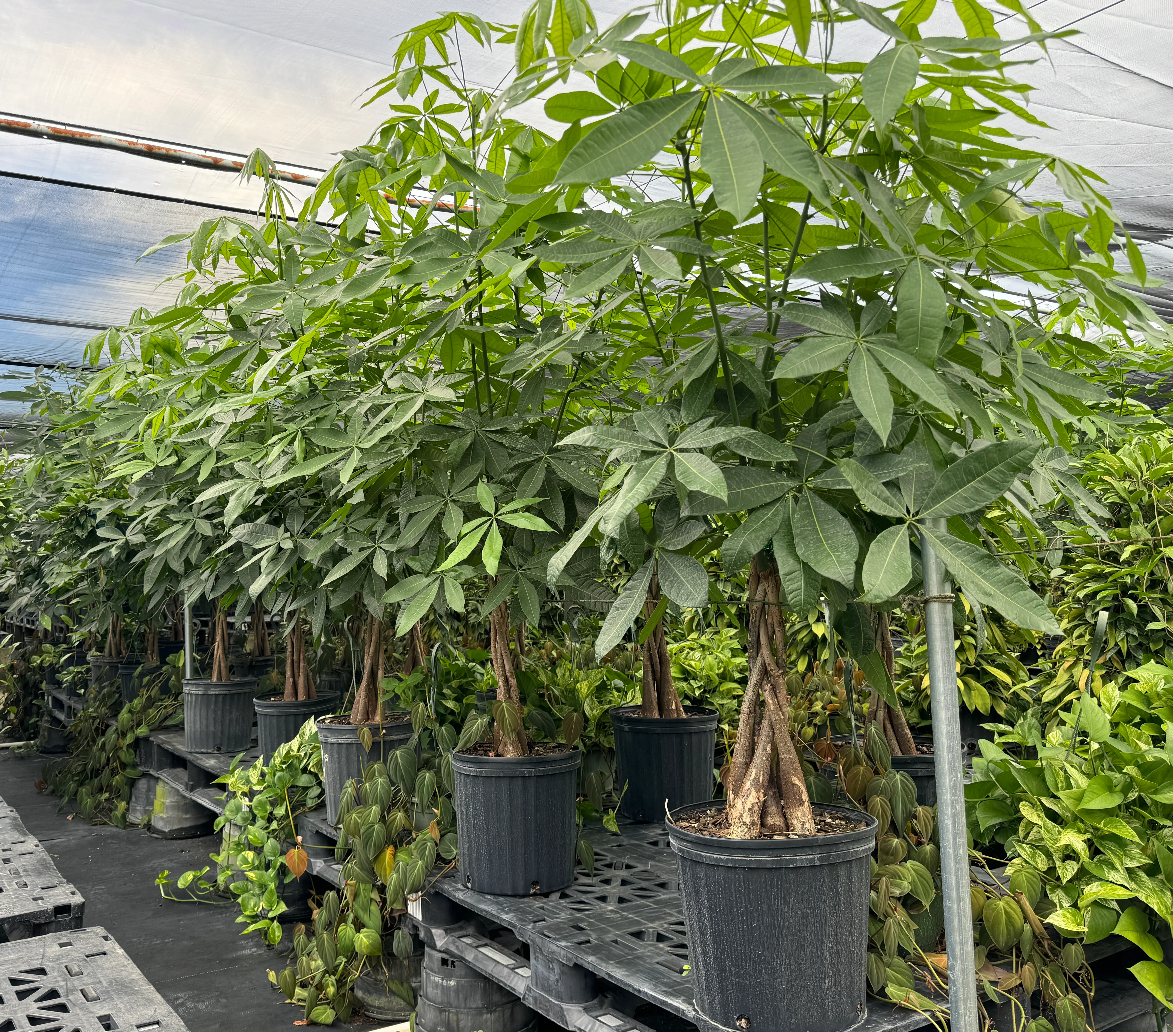 Money Tree Braided, Tree Form, Pachira Aquatica, Good Luck Tree - Image 7