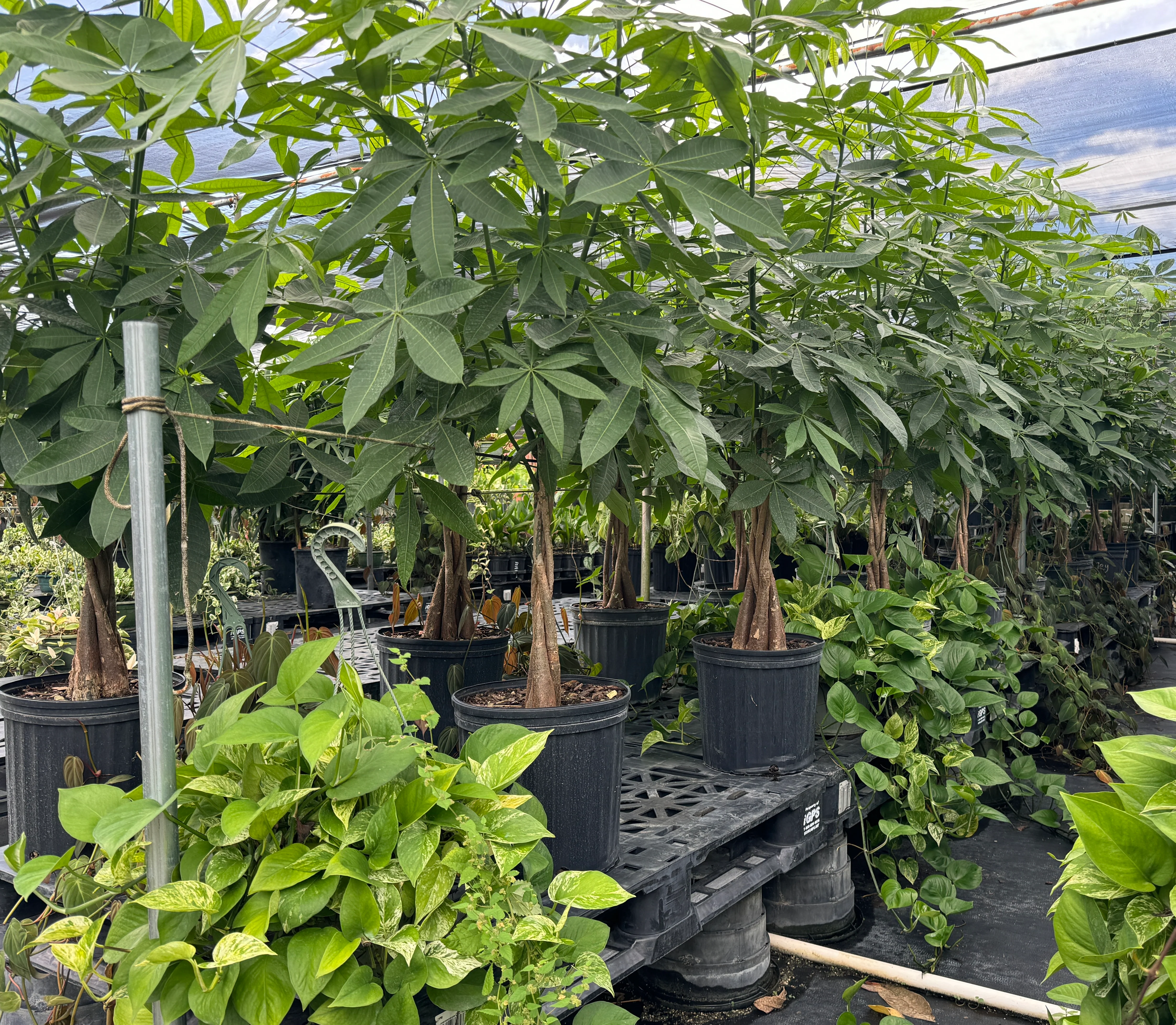 Money Tree Braided, Tree Form, Pachira Aquatica, Good Luck Tree - Image 8