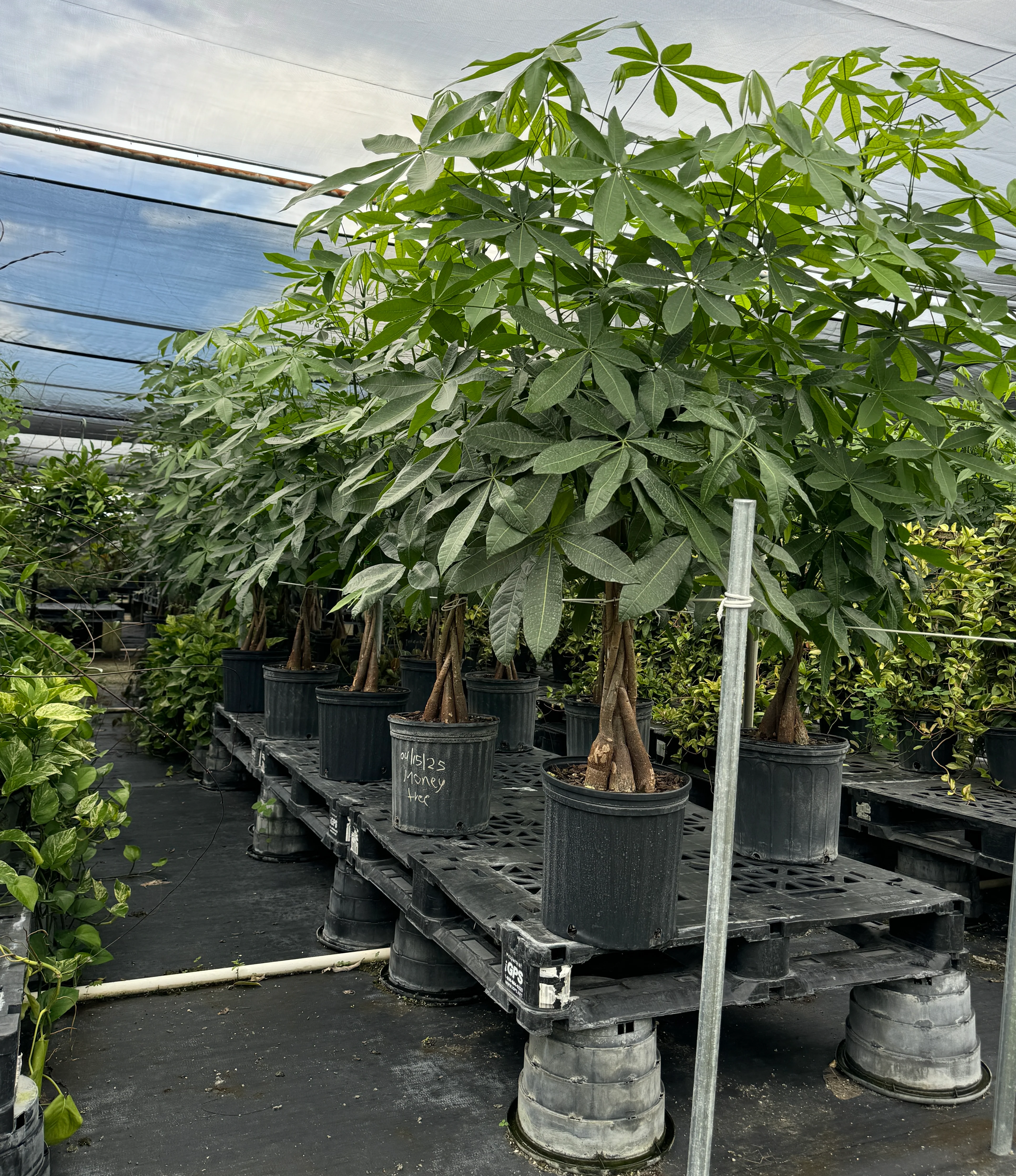 Money Tree Braided, Tree Form, Pachira Aquatica, Good Luck Tree - Image 9