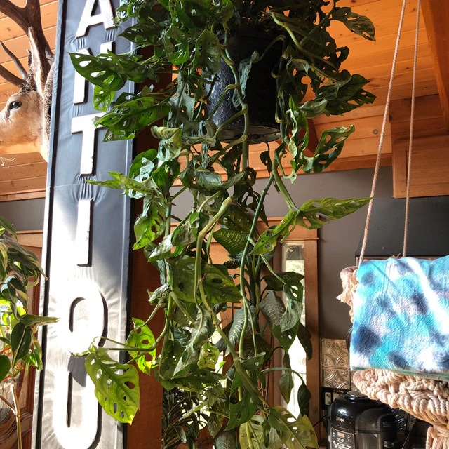 Monstera Adansonii Swiss cheese Hanging Basket - Image 10