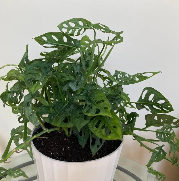 Monstera Adansonii Swiss cheese Hanging Basket - Image 11