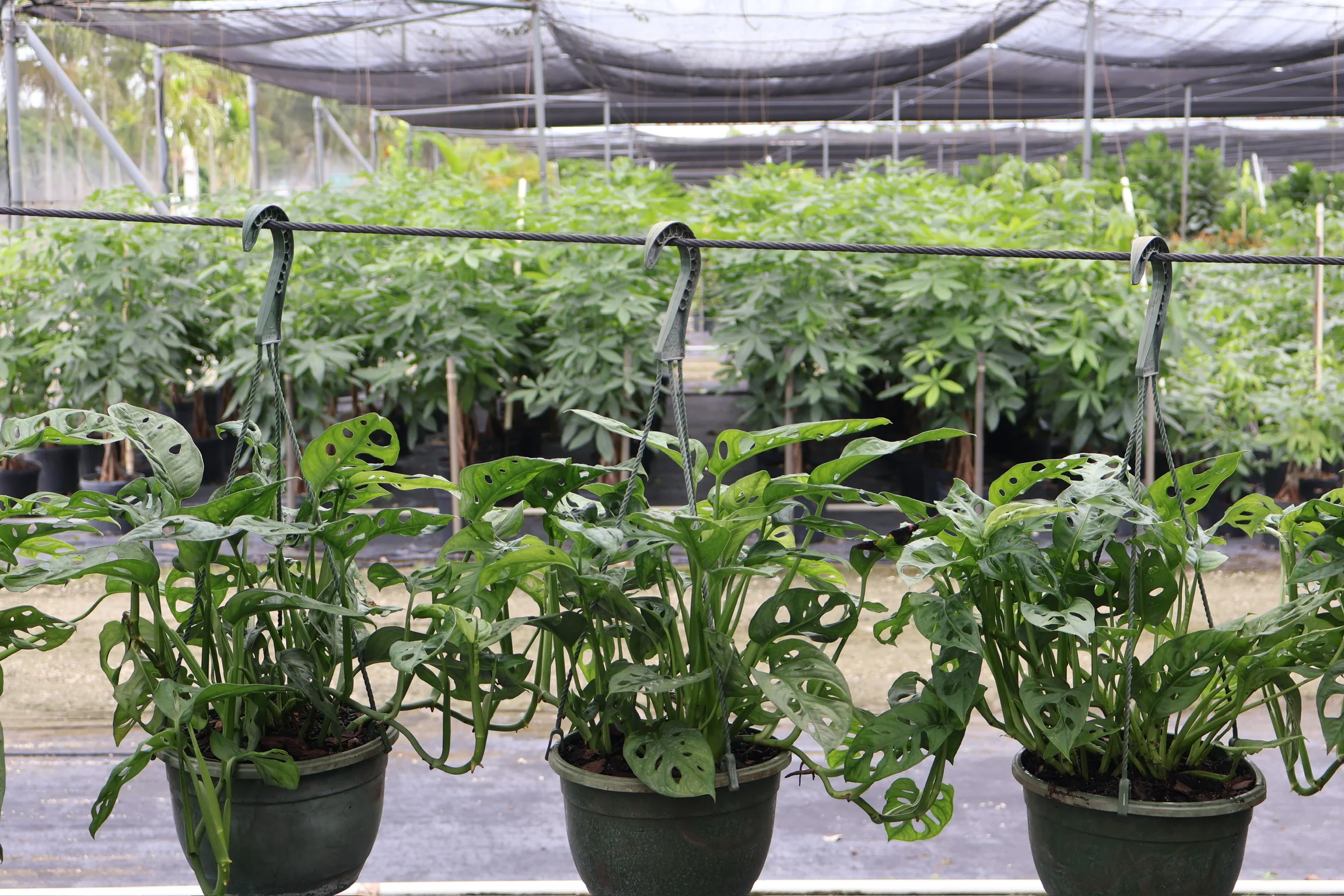 Monstera Adansonii Swiss cheese Hanging Basket - Image 3