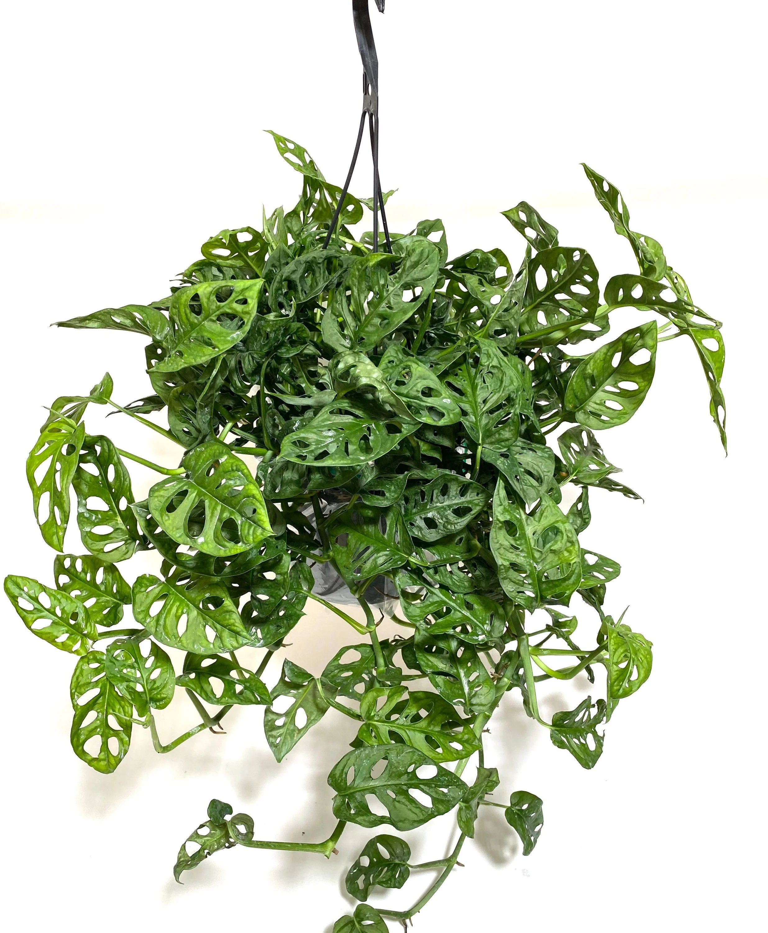Monstera Adansonii Swiss cheese Hanging Basket - Image 4