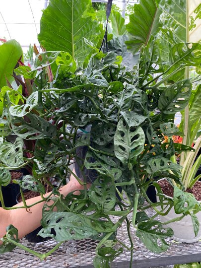 Monstera Adansonii Swiss cheese Hanging Basket - Image 5