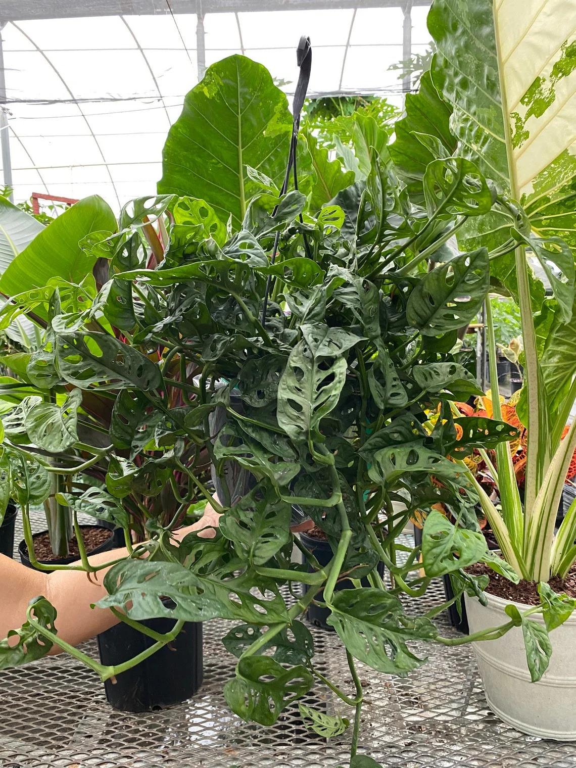Monstera Adansonii Swiss cheese Hanging Basket - Image 6