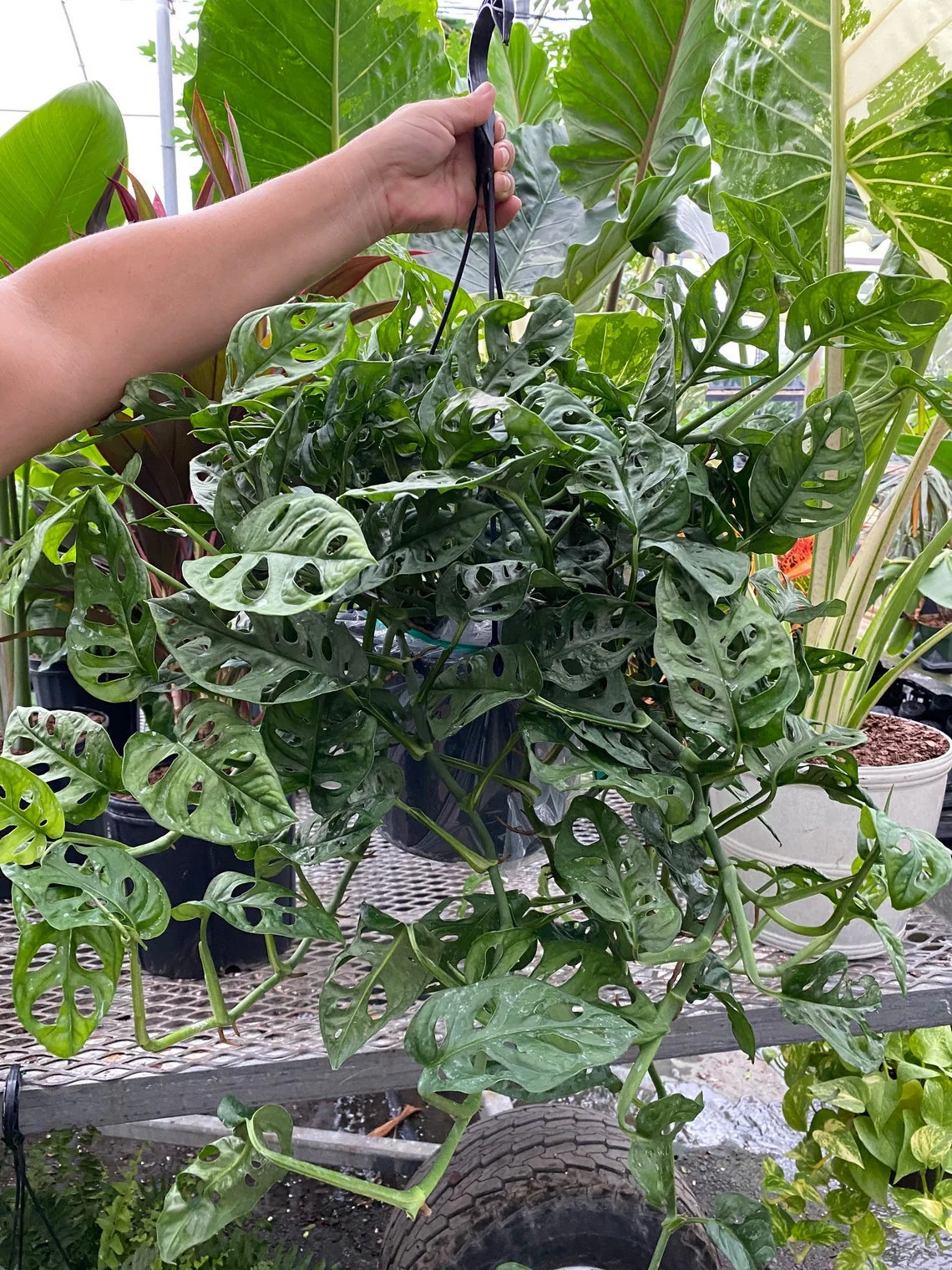 Monstera Adansonii Swiss cheese Hanging Basket - Image 7