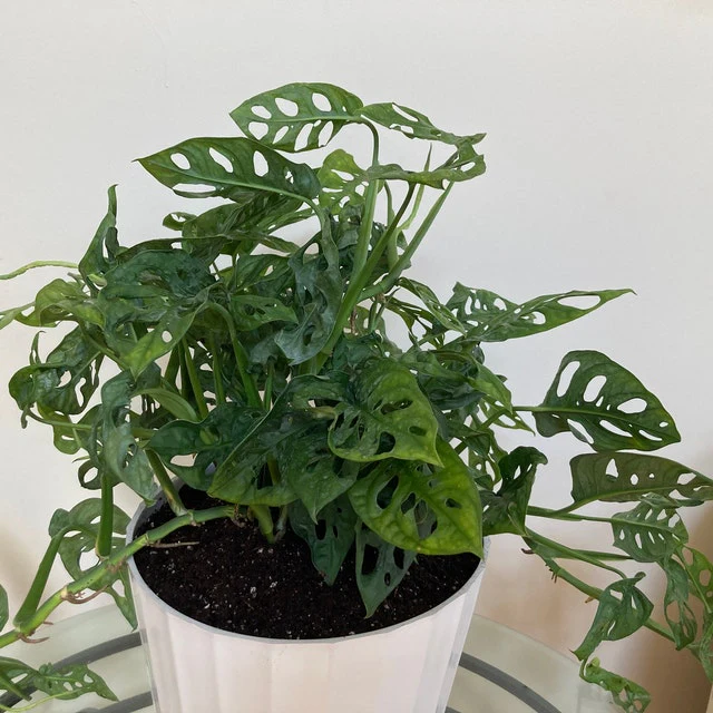 Monstera Adansonii Swiss cheese Hanging Basket - Image 9