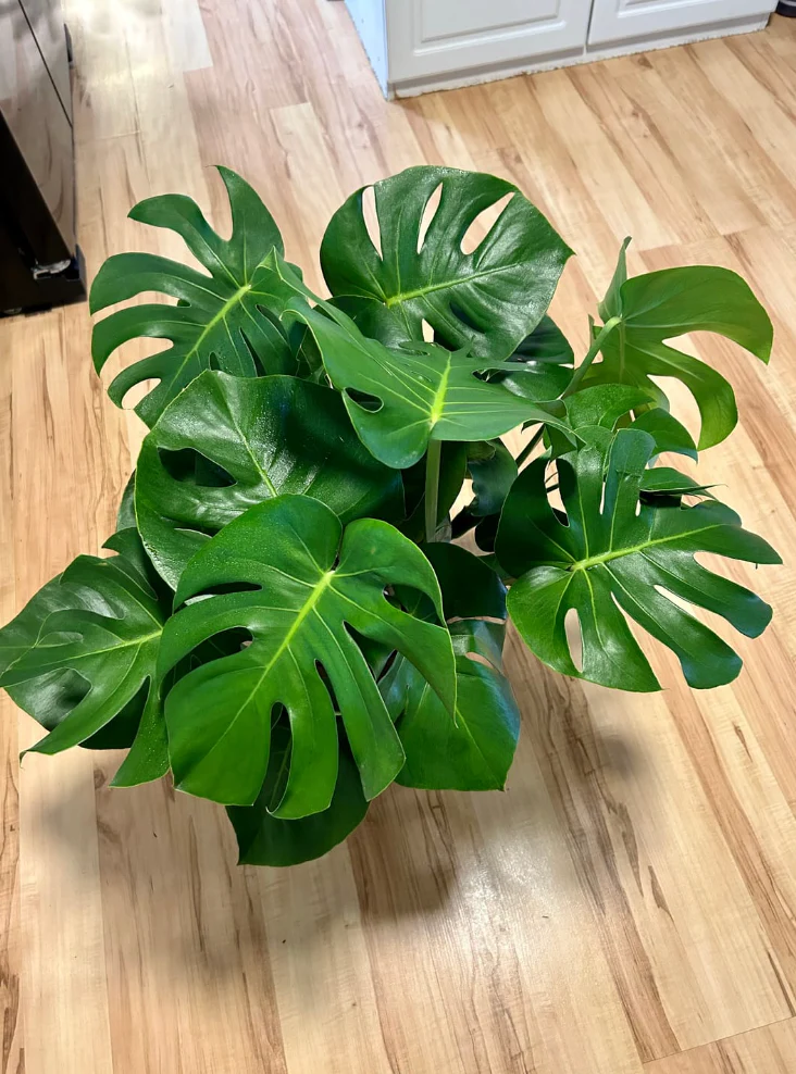 Monstera Deliciosa, Swiss Cheese - Image 12
