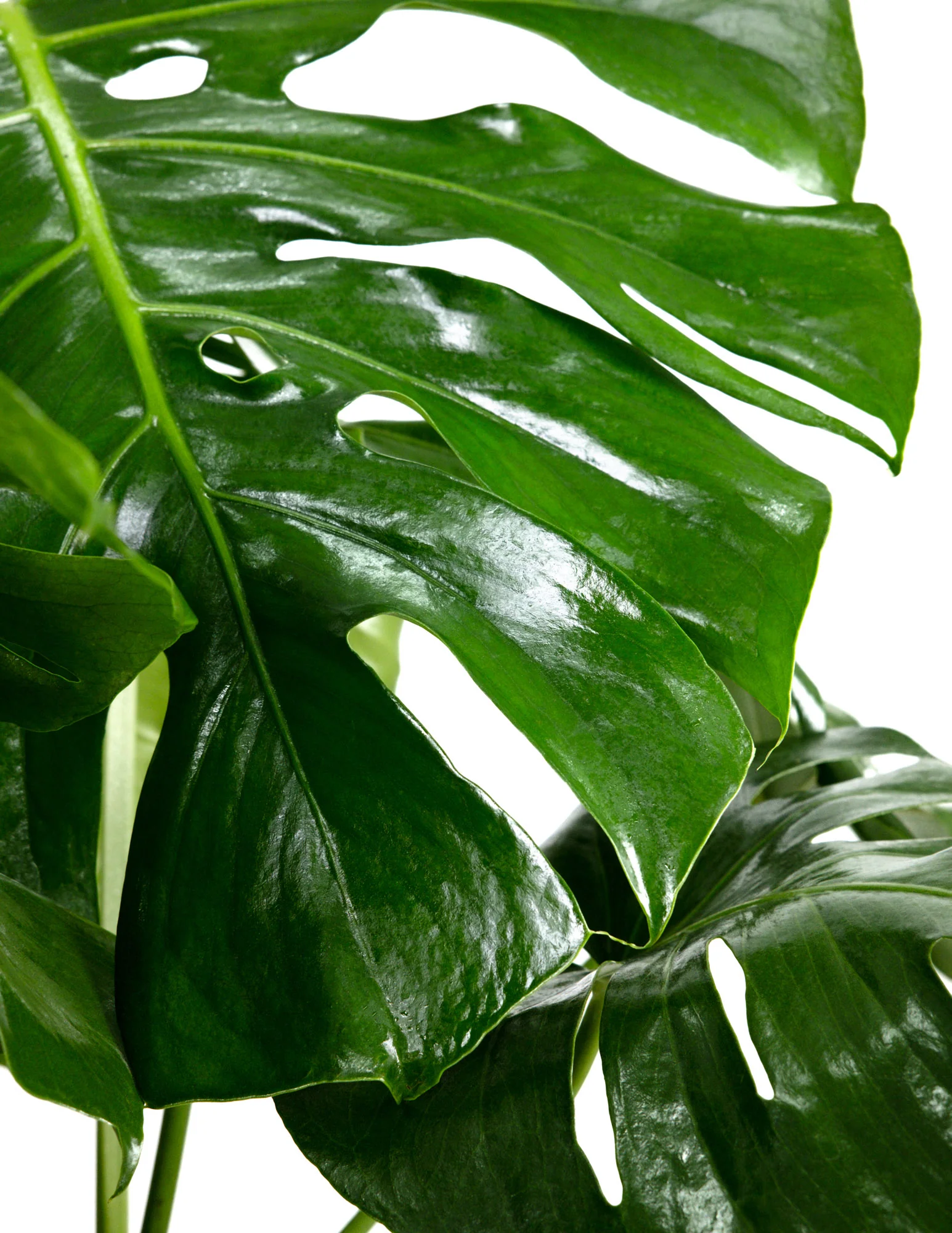 Monstera Deliciosa, Swiss Cheese - Image 4