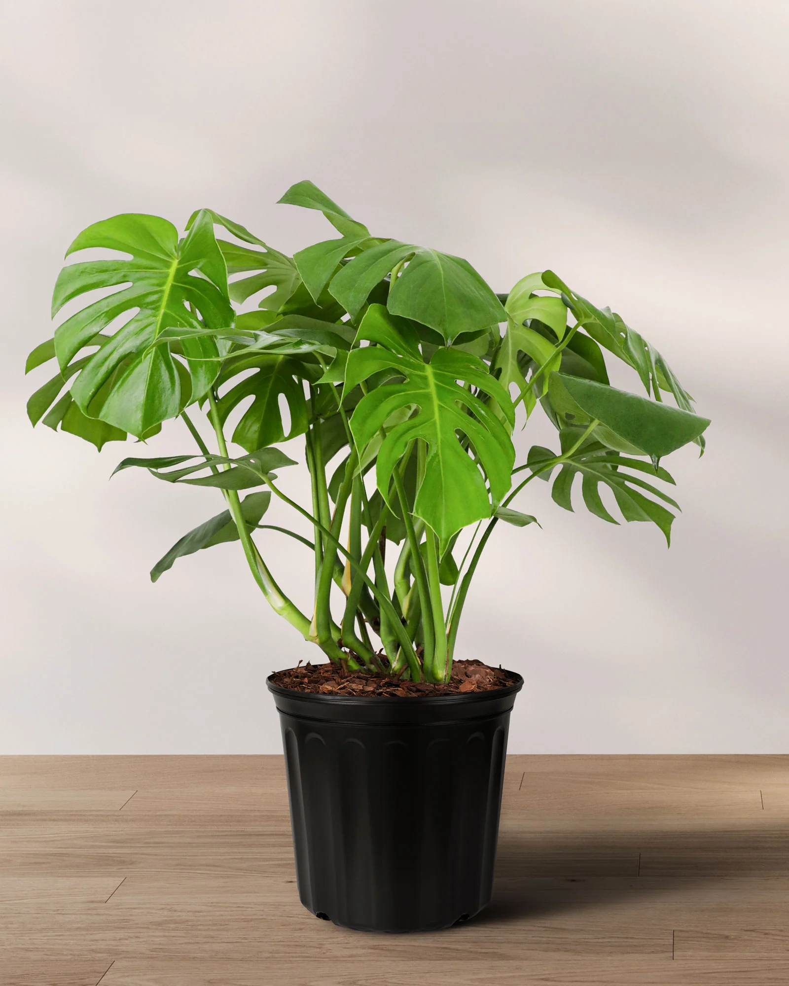 Monstera Deliciosa, Swiss Cheese - Image 5