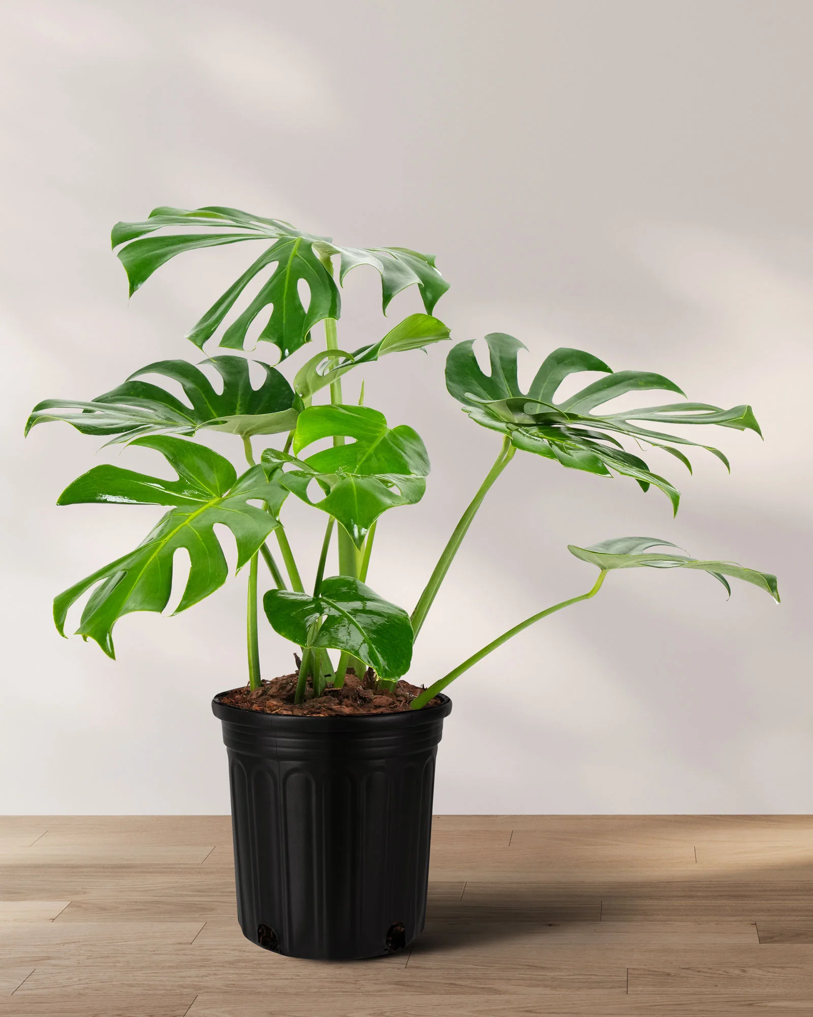 Monstera Deliciosa, Swiss Cheese - Image 6