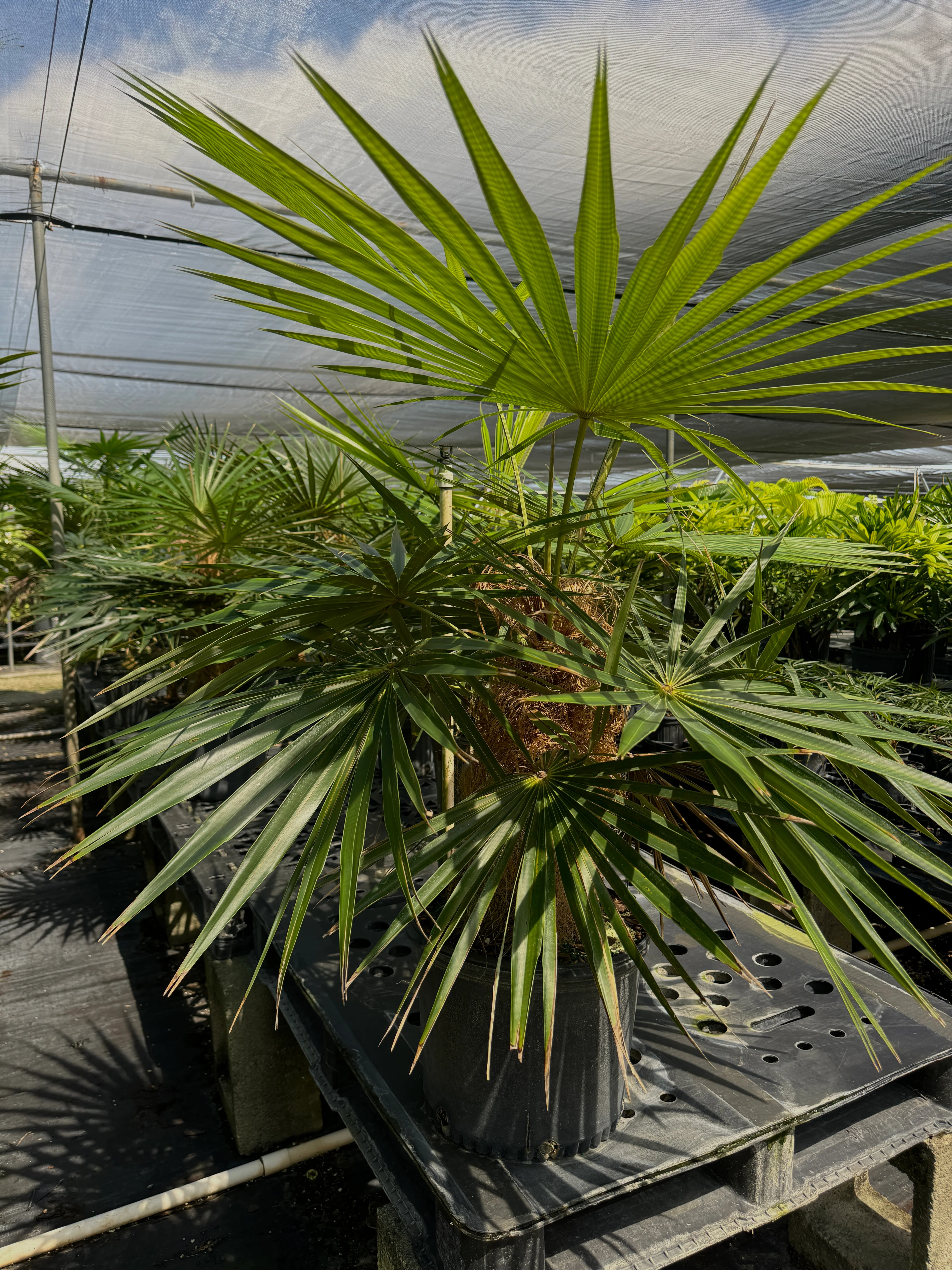 Old Man Palm, Coccothrinax Crinita, Palma Petate - Image 10